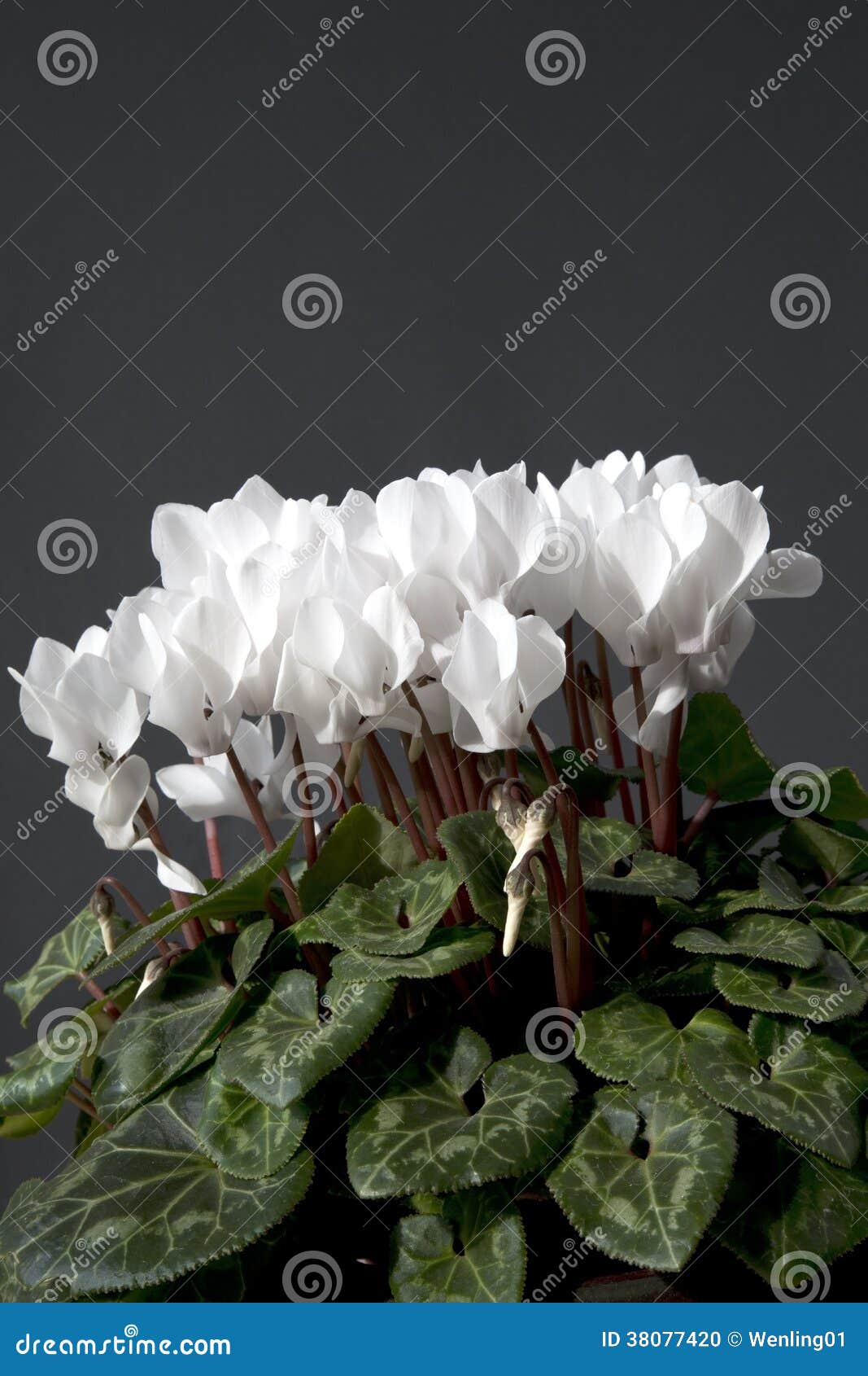 Beau cyclamen blanc photo stock. Image du fleurs, personne - 38077420