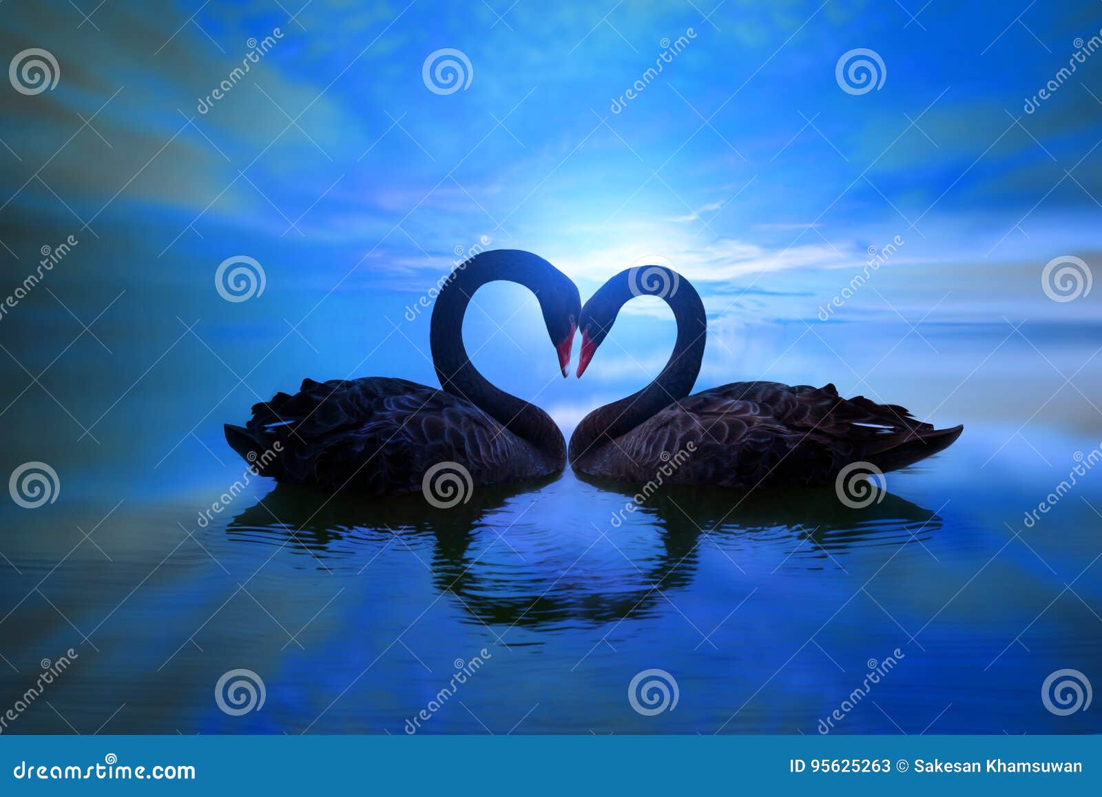 Beau Cygne Noir Dans La Forme De Coeur Sur La Lumiere De Lune Bleue De Lac Image Stock Image Du Lune Mignon