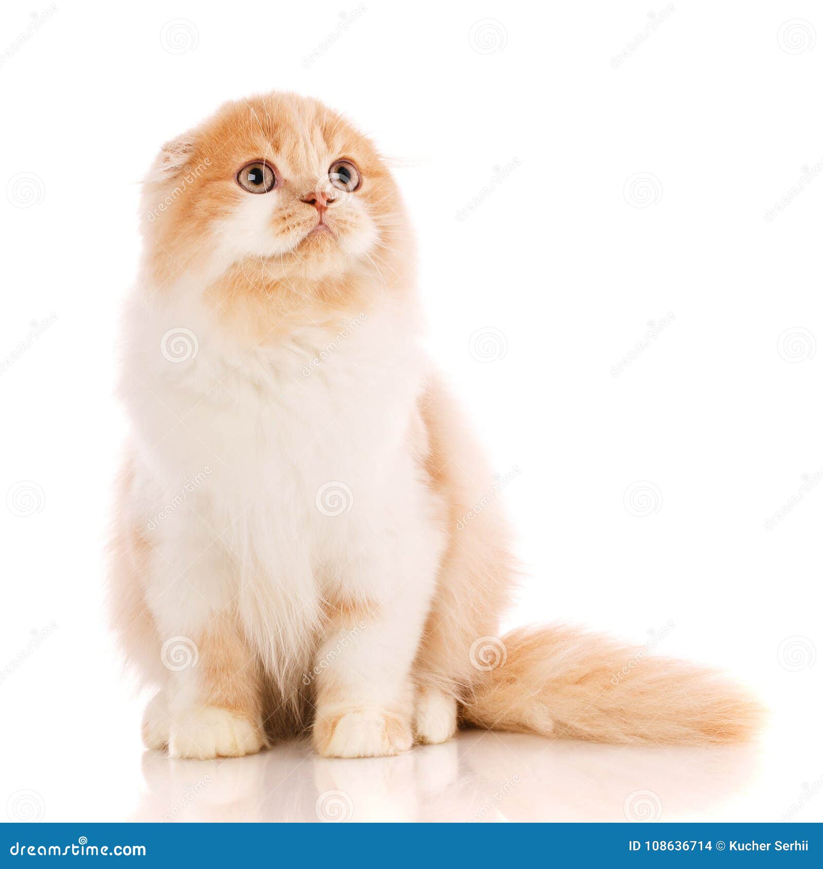 Beau De Race Chat Chaton Roux Portrait De Chat Ecossais Photo Stock Image Du Chaton Race Beau De Race Chat Chaton Roux Portrait De Chat Ecossais Photo Stock Image Du Chaton Race