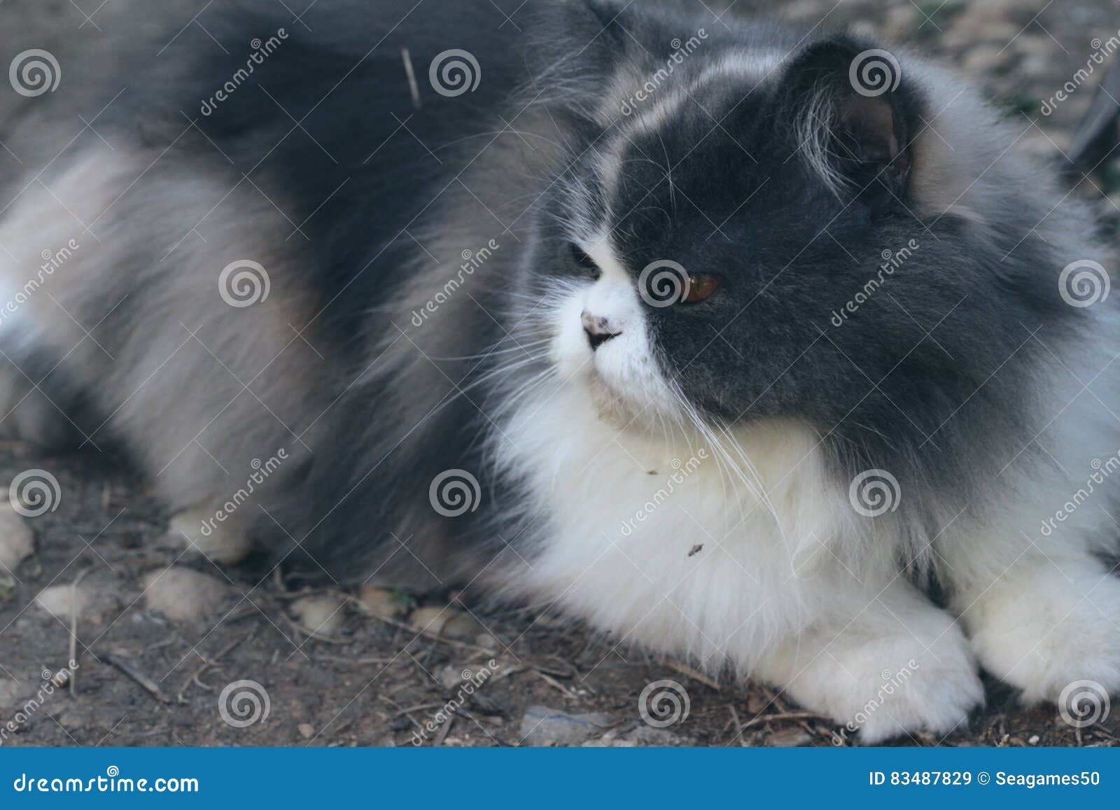 Beau De Race De Chat Persan Gris Et Blanc Image Stock
