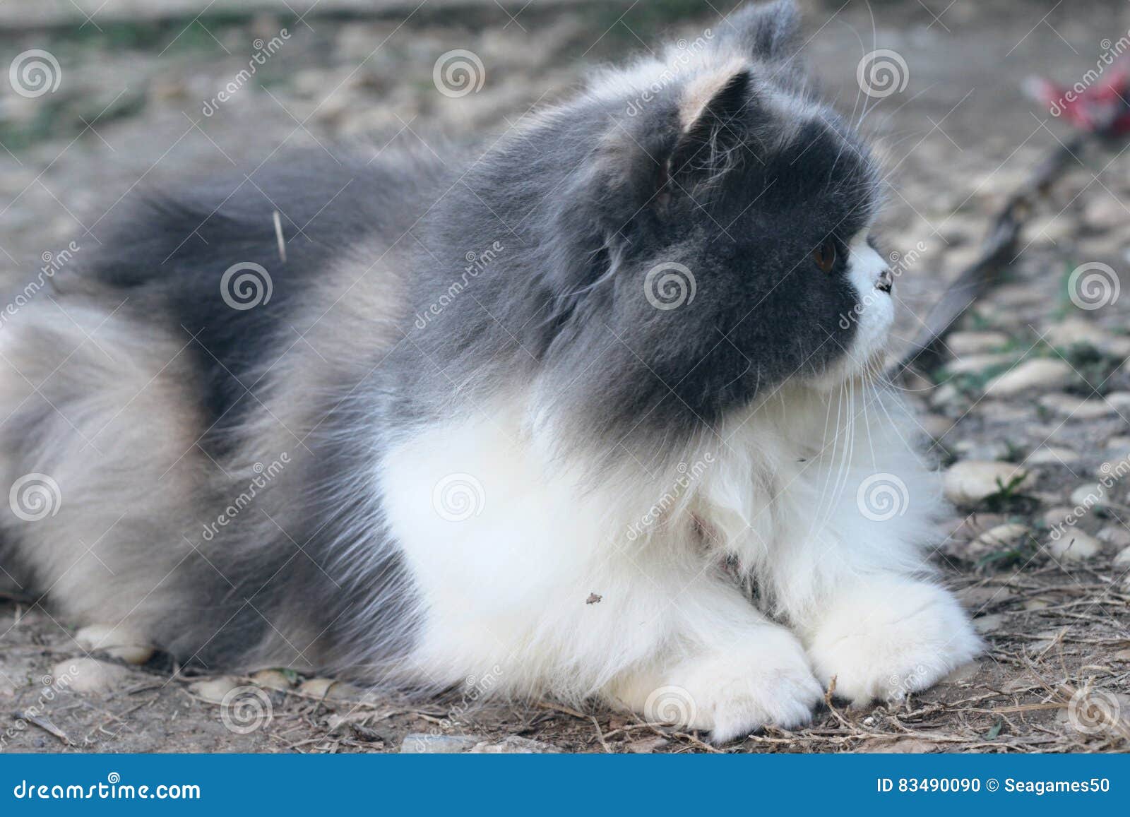 3 975 Chat Persan Gris Blanc Photos Libres De Droits Et Gratuites De Dreamstime 3 975 Chat Persan Gris Blanc Photos Libres De Droits Et Gratuites De Dreamstime