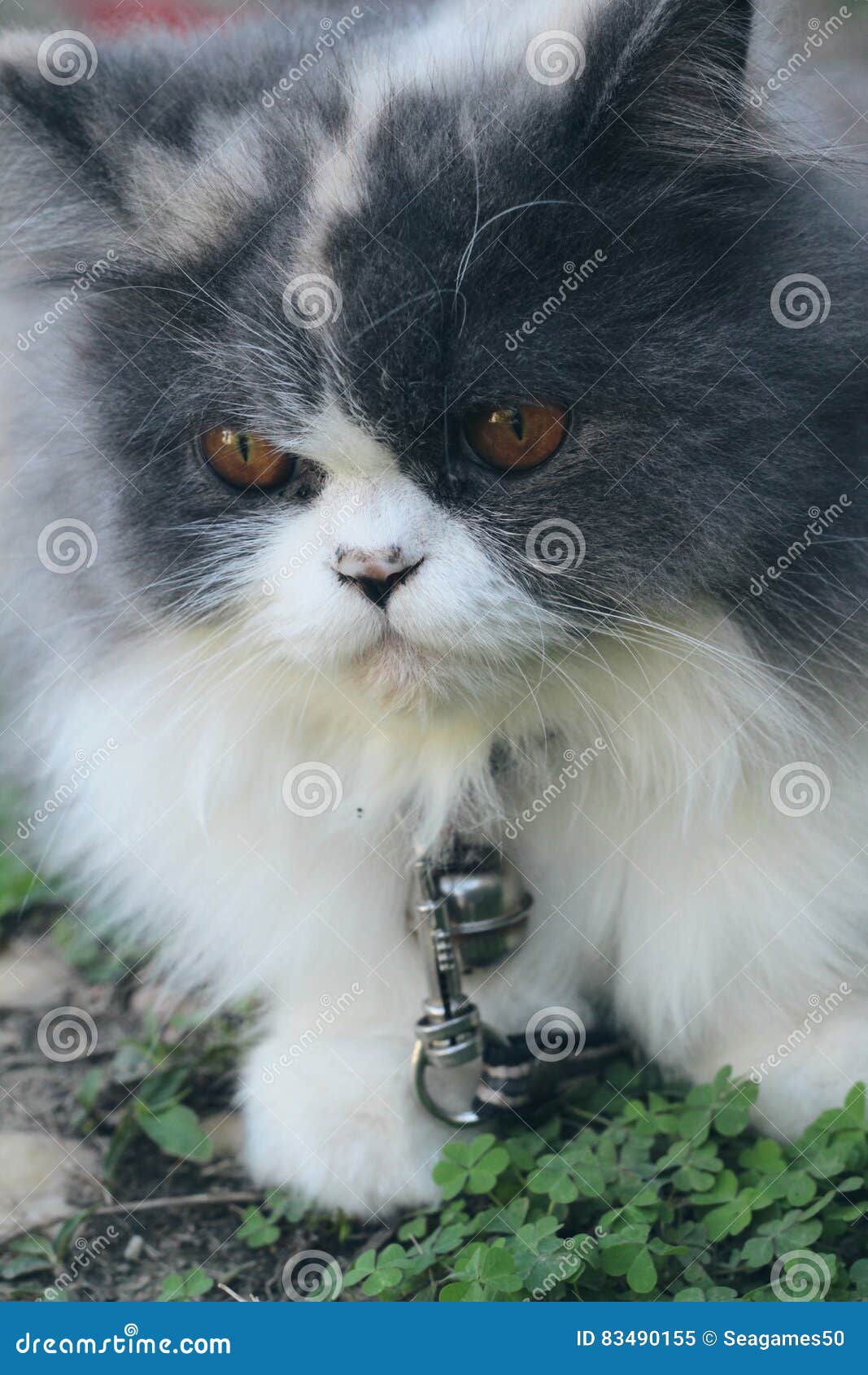 3 975 Chat Persan Gris Blanc Photos Libres De Droits Et Gratuites De Dreamstime 3 975 Chat Persan Gris Blanc Photos Libres De Droits Et Gratuites De Dreamstime