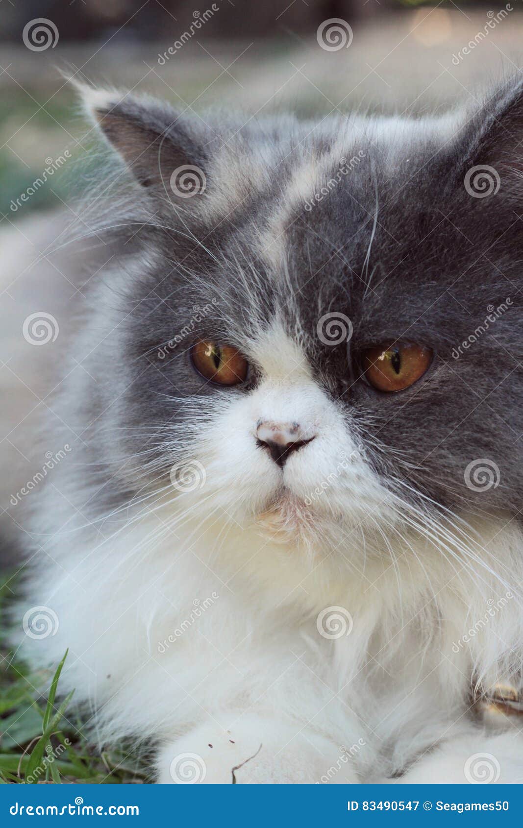 Beau De Race De Chat Persan Gris Et Blanc Image Stock
