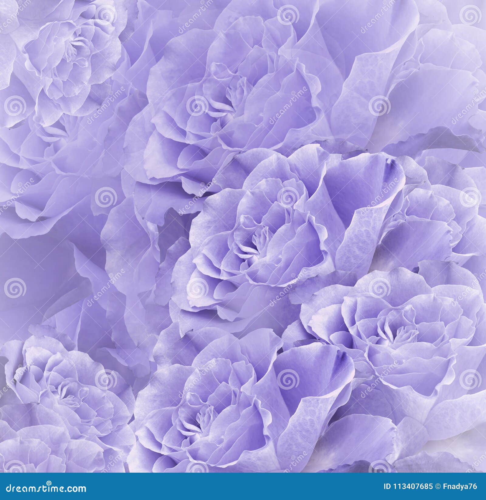 Beau Fond Blanc Violet Floral Composition De Fleur Bouquet Des Fleurs Des  Roses Mauve-clair Plan Rapproché Image stock - Image du flore, beauté:  113407685