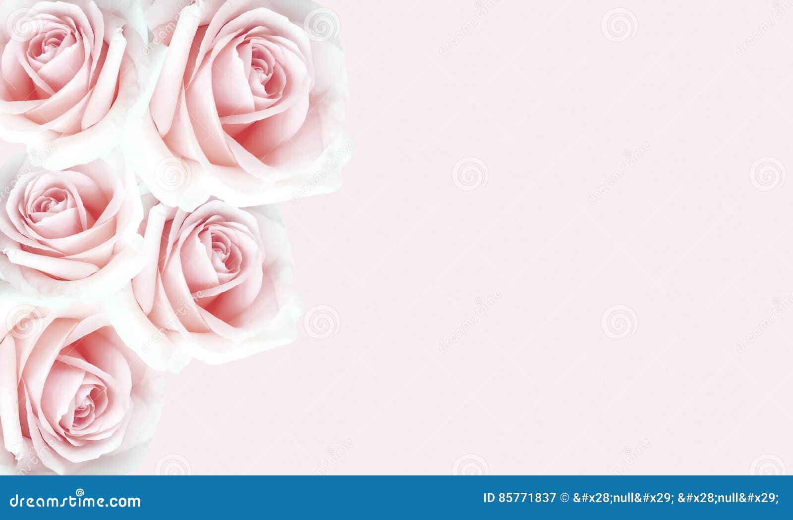 Beau Fond Rose De Roses Pour Le Jour Du S De Valentine Image Stock Image Du Fond Vacances Beau Fond Rose De Roses Pour Le Jour Du S De Valentine Image Stock Image Du Fond Vacances