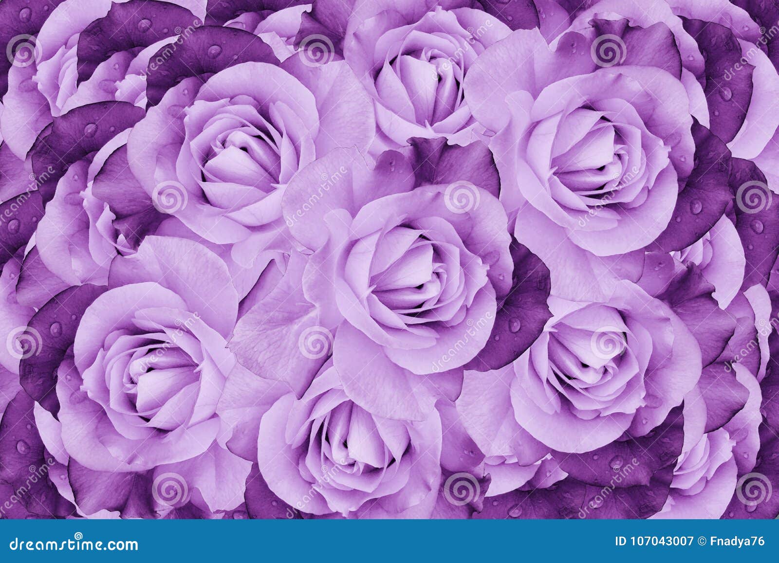 Beau Fond Rose-violet Floral Composition De Fleur Des Fleurs De Roses Plan  Rapproché Image stock - Image du fleur, bouquet: 107043007