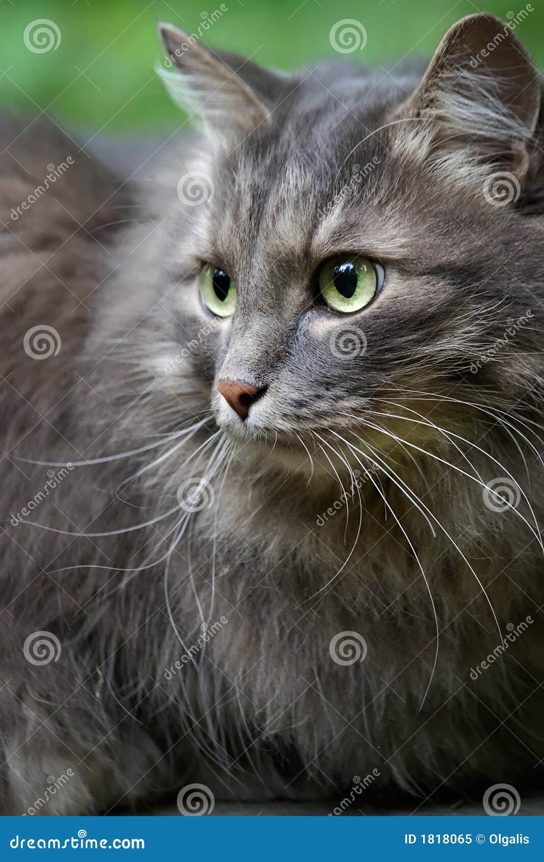 Le beau grand chat gris avec les yeux verts observe de près de la nature