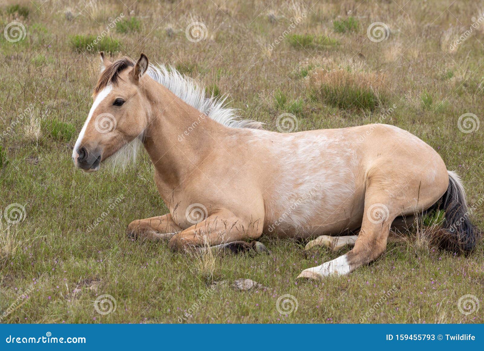 Beau Lit De Cheval Sauvage Image Stock Image Du Utah Beau Lit De Cheval Sauvage Image Stock Image Du Utah
