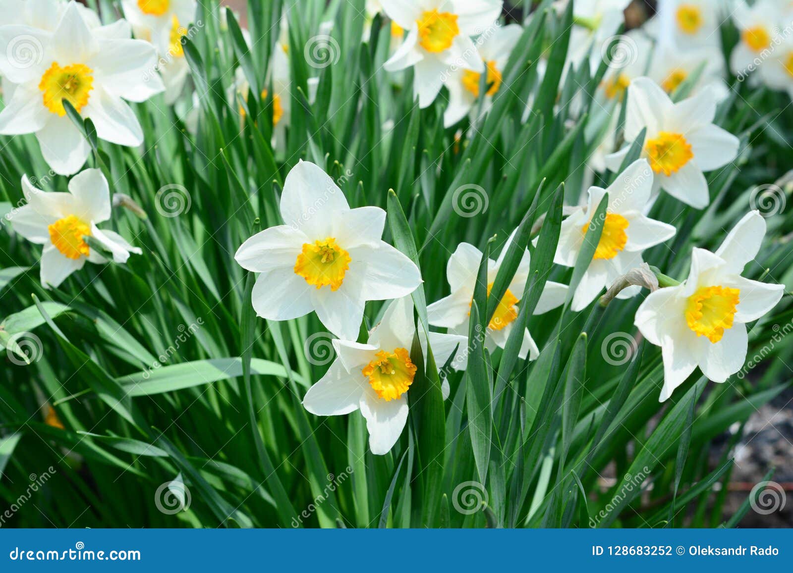 Beau Lit De Fleur De Printemps Avec La Fleur De Narcisse également Connue  Sous Le Nom De Jonquille Photo stock - Image du tulipes, hollande: 128683252