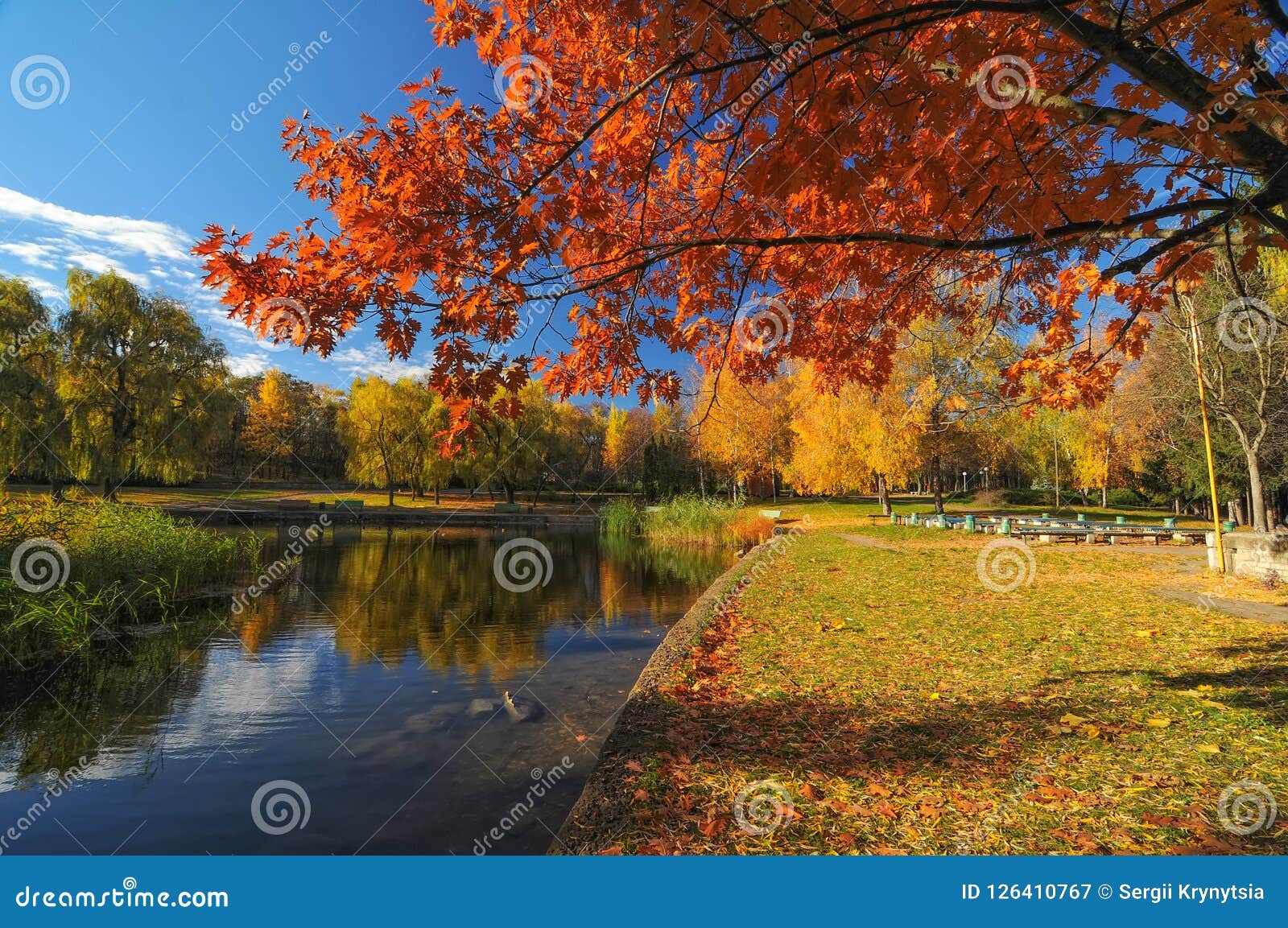 Beau Parc Avec Les Arbres Colores Paysage De Nature D Automne Image Stock Image Du Sunset Horizontal Beau Parc Avec Les Arbres Colores Paysage De Nature D Automne Image Stock Image Du Sunset Horizontal