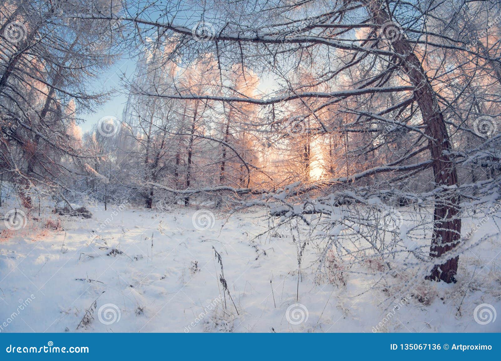 Beau paysage d'hiver, forêt neigeuse un jour ensoleillé, déformation d'oeil de poissons, arbres neigeux grands avec un ciel bleu. Beau paysage d'hiver, forêt neigeuse un jour ensoleillé, quand la neige tombe, déformation de fisheye, arbres neigeux grands avec un ciel bleu