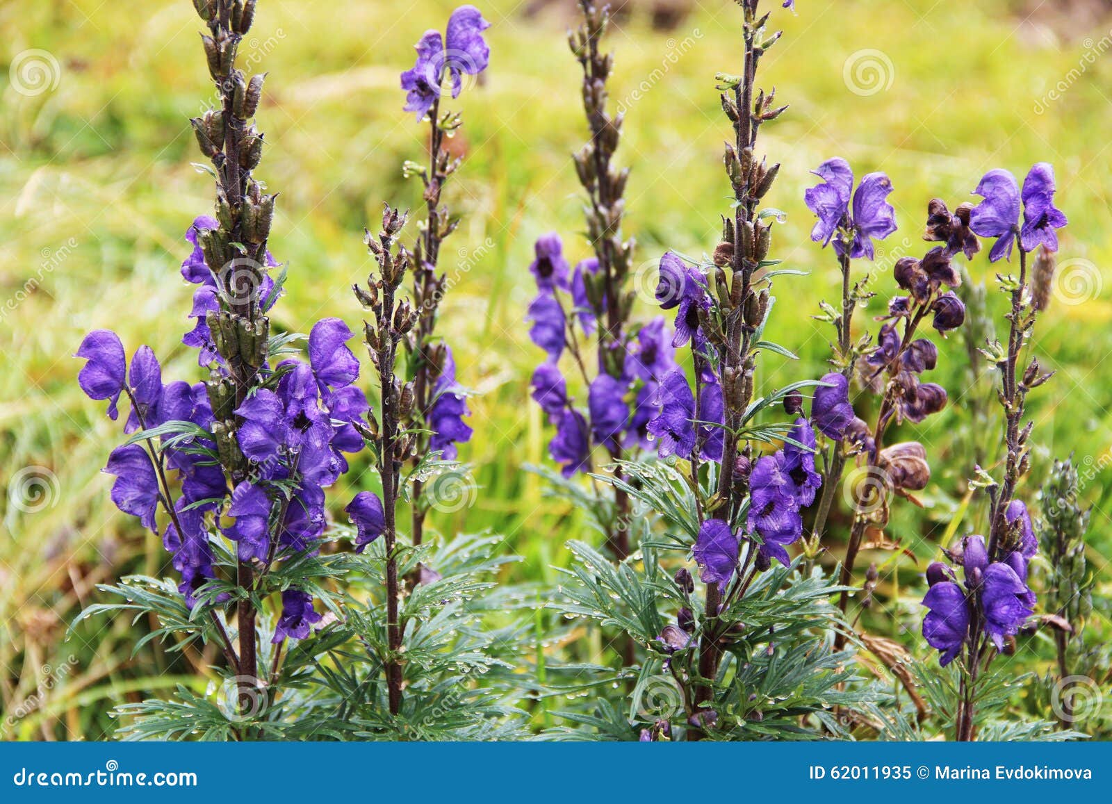 Beau Paysage De Montagne, Avec La Fleur Violette Dans L'avant, La Suisse  Image stock - Image du dessus, ressort: 62011935