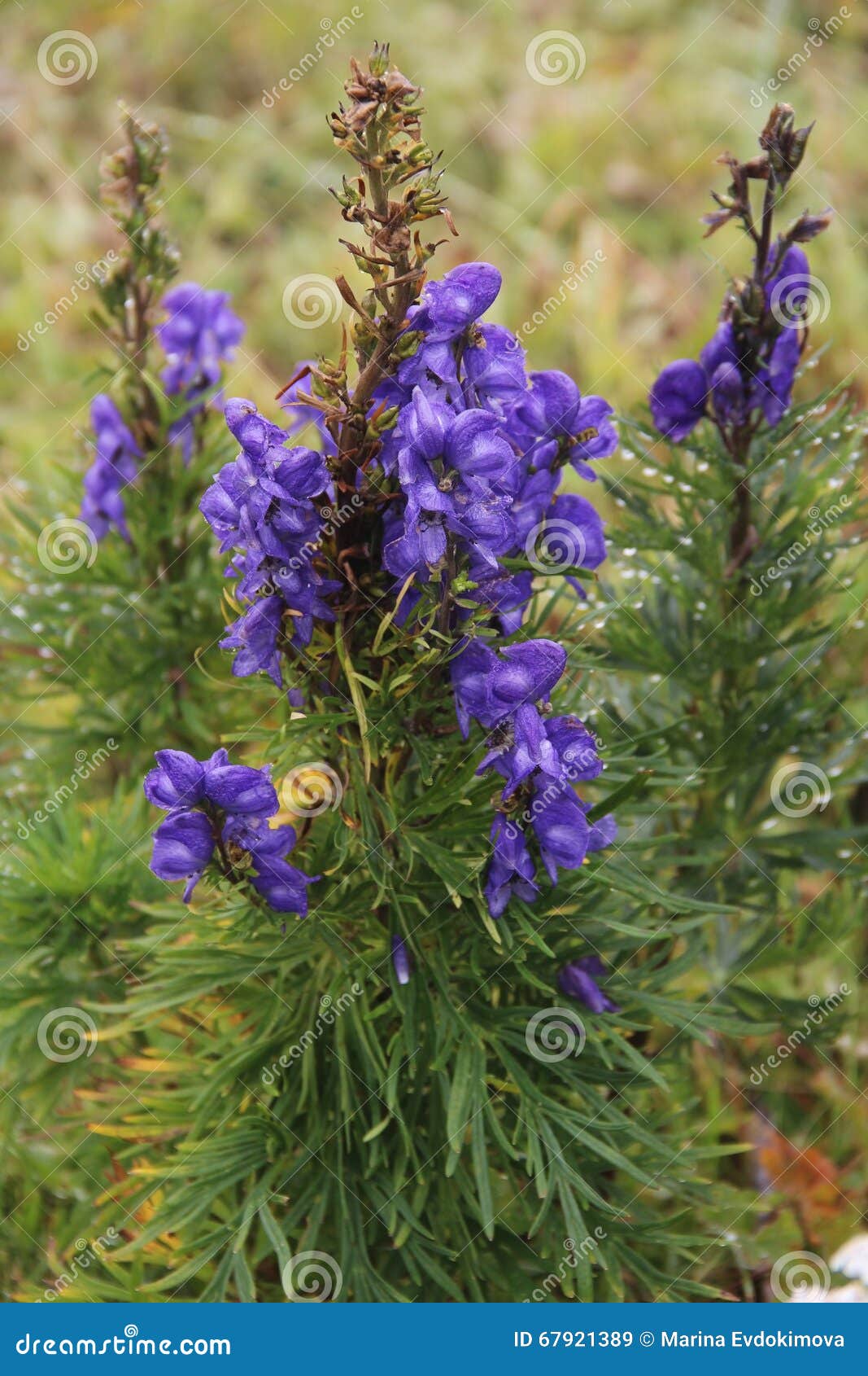 Beau Paysage De Montagne, Avec La Fleur Violette Dans L'avant, La Suisse  Image stock - Image du dessus, aventure: 67921389