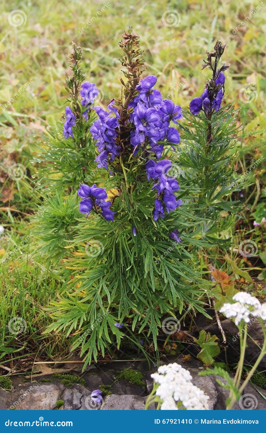 Beau Paysage De Montagne, Avec La Fleur Violette Dans L'avant, La Suisse  Photo stock - Image du été, pluie: 67921410
