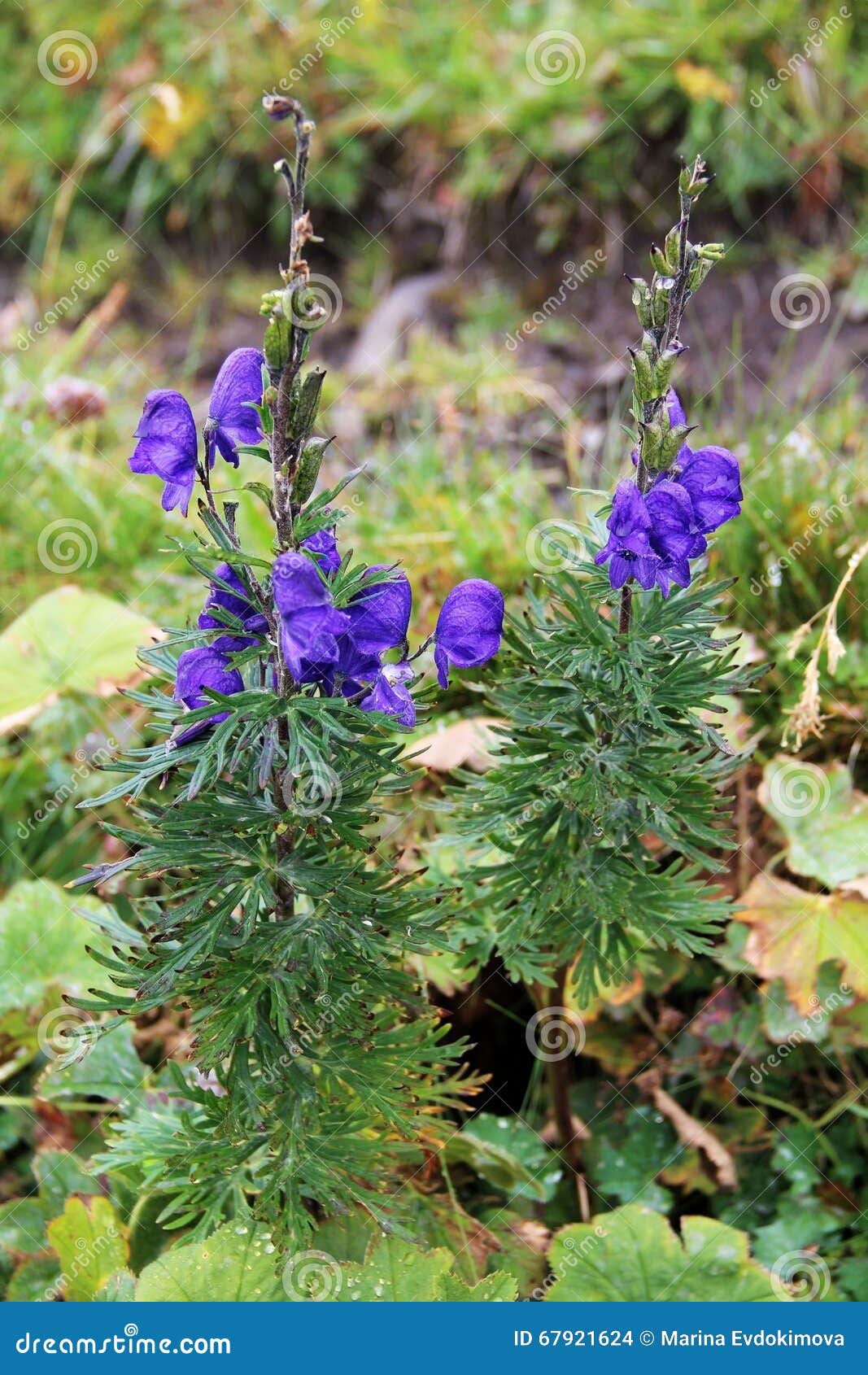 Beau Paysage De Montagne, Avec La Fleur Violette Dans L'avant, La Suisse  Photo stock - Image du beau, montagne: 67921624