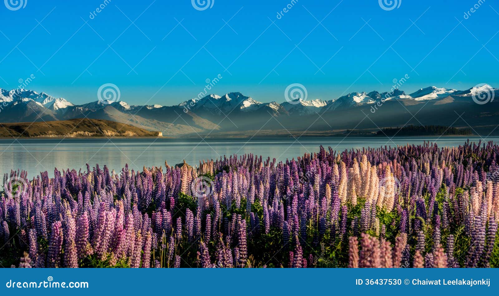 Beau Paysage Nouvelle Zelande Photo Stock Image Du Horizontal Vert Beau Paysage Nouvelle Zelande Photo Stock Image Du Horizontal Vert
