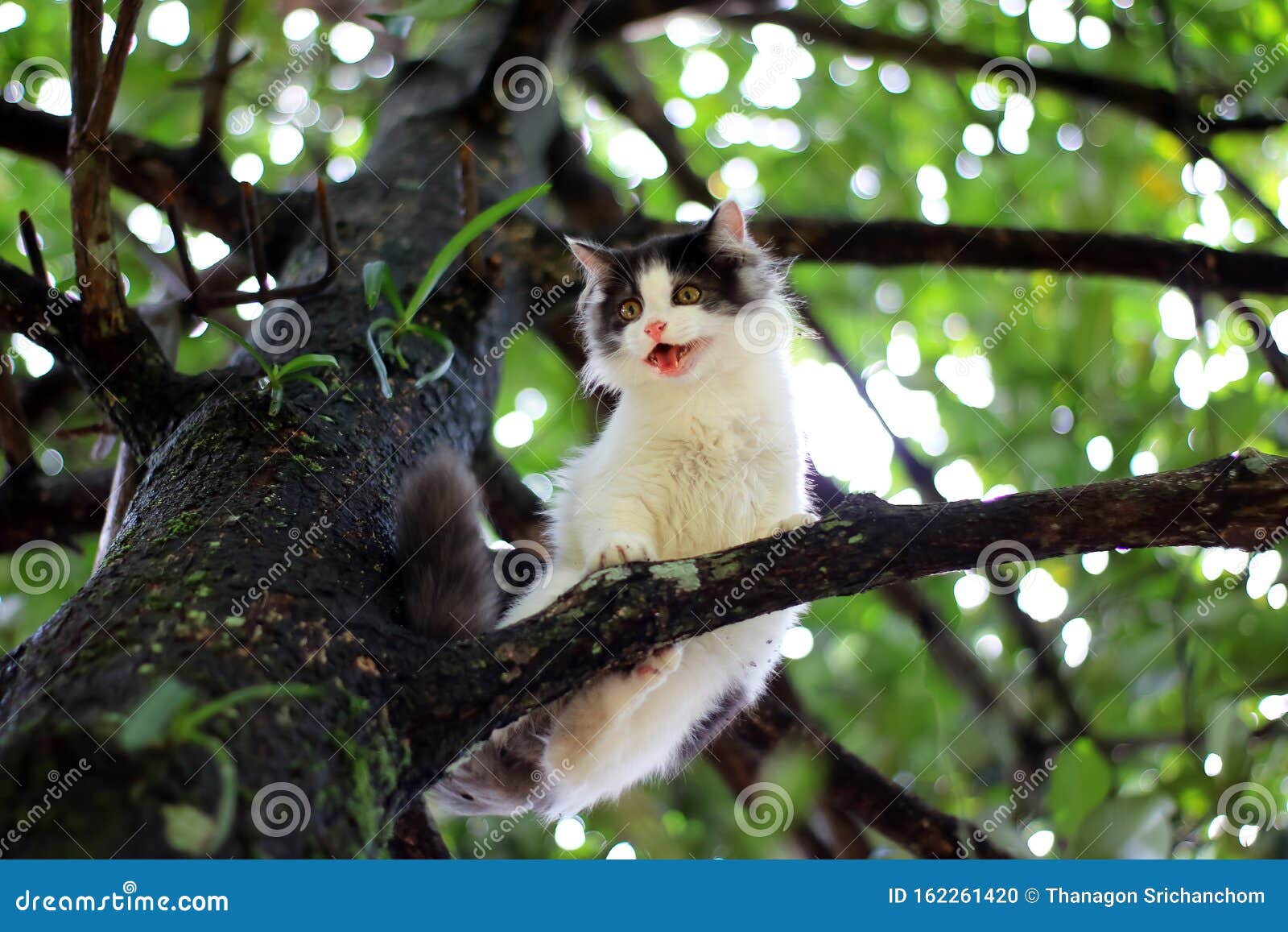 1 700 Un Petit Chat Dans Un Arbre Photos Libres De Droits Et Gratuites De Dreamstime