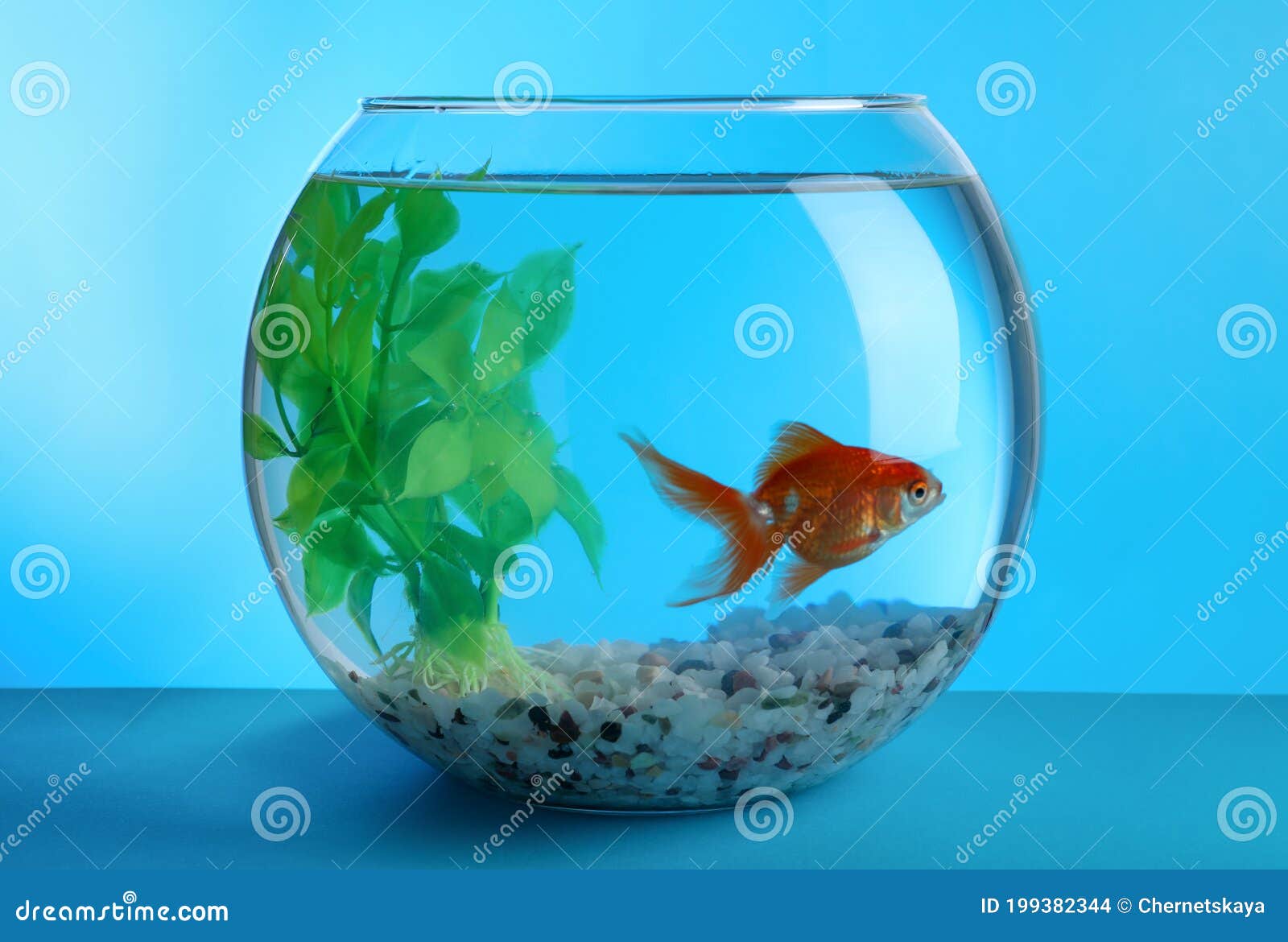 Beau Poisson Rouge Dans L'aquarium Rond Avec L'usine Et Galets Décoratifs  Sur Le Fond Bleu. Photo stock - Image du clair, rouge: 199382344
