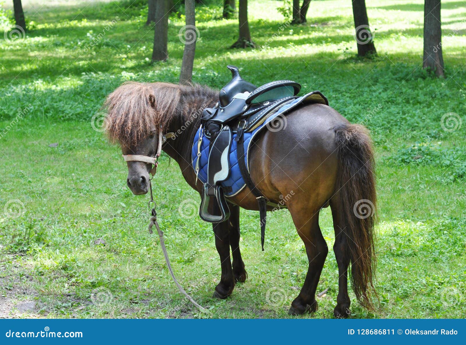 Beau Poney Avec Le Troupeau Drole Tours De Poney Cheval De Poney Sur Le Paturage De Ferme Un Jour Ensoleille Image Stock Image Du Beau Jeune Beau Poney Avec Le Troupeau Drole Tours De Poney Cheval De Poney Sur Le Paturage De Ferme Un Jour Ensoleille Image Stock Image Du Beau Jeune
