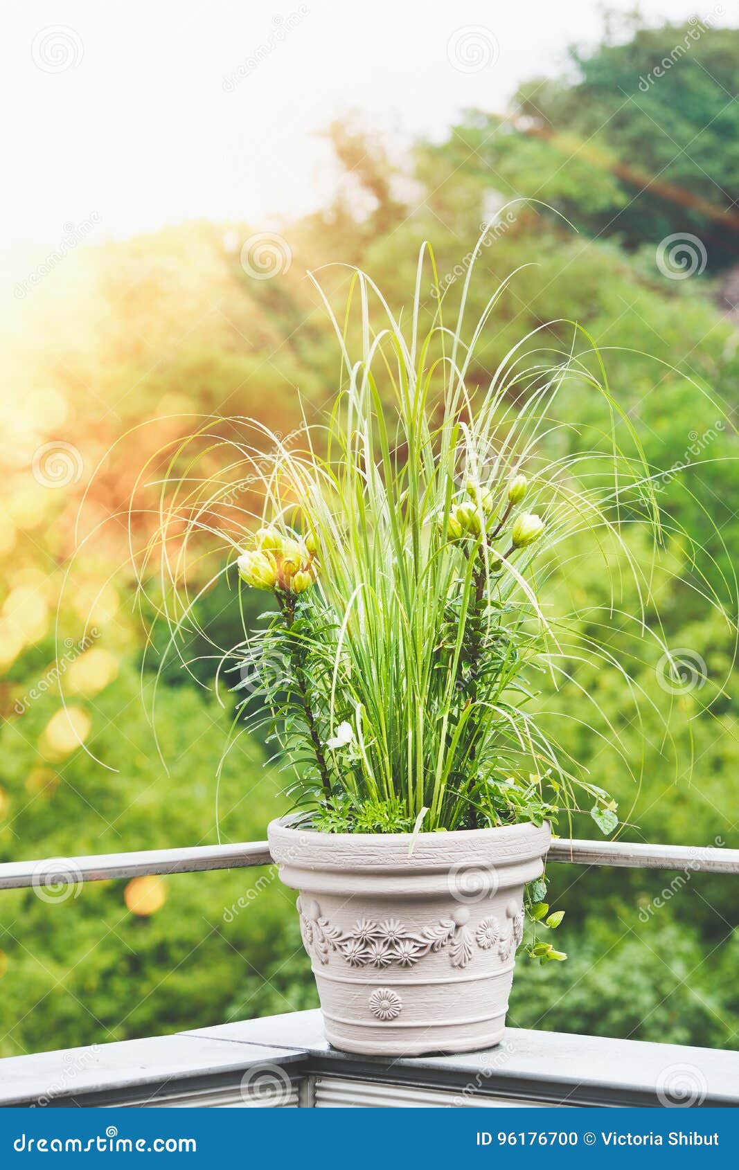 Beau Pot De Fleurs De Patio Avec L'herbe Des Pampas Et Le Lis Vert Sur Le  Balcon Ou Terrasse Dans La Lumière De Coucher Du Soleil Photo stock - Image  du balcon,