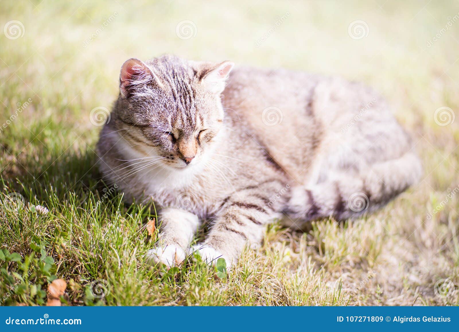 Beau Rever De Chat Tigre Image Stock Image Du Petit Beau Rever De Chat Tigre Image Stock Image Du Petit