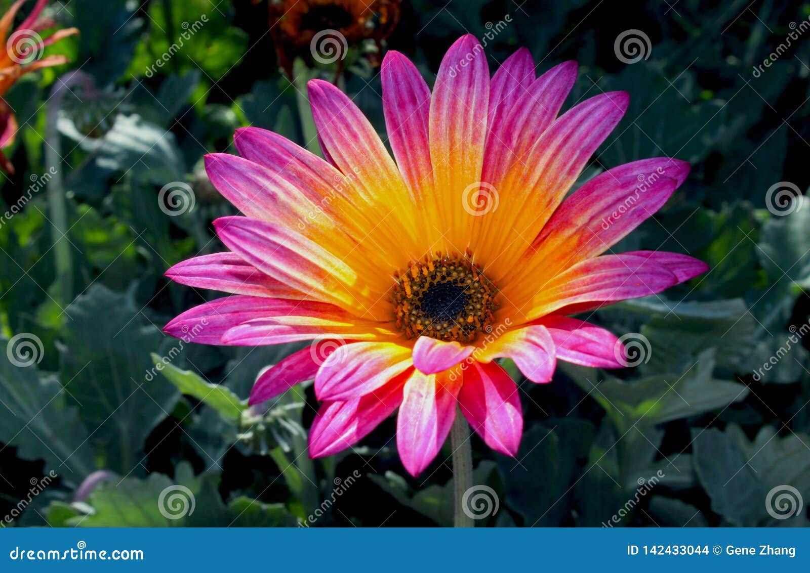 Beau Rose Et Fleur Jaune De Marguerite Africaine Photo stock - Image du  marguerite, jaune: 142433044