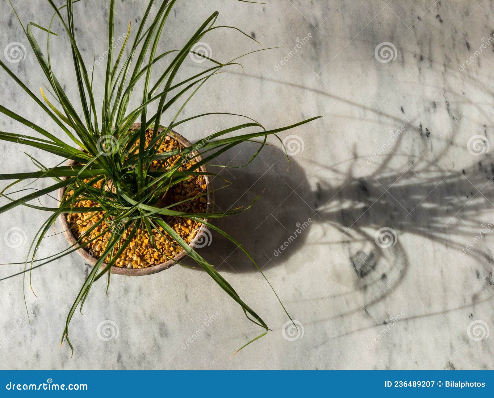 Beaucarnea Ponytail Palm Bonsai Tree Stock Image Image of closeup