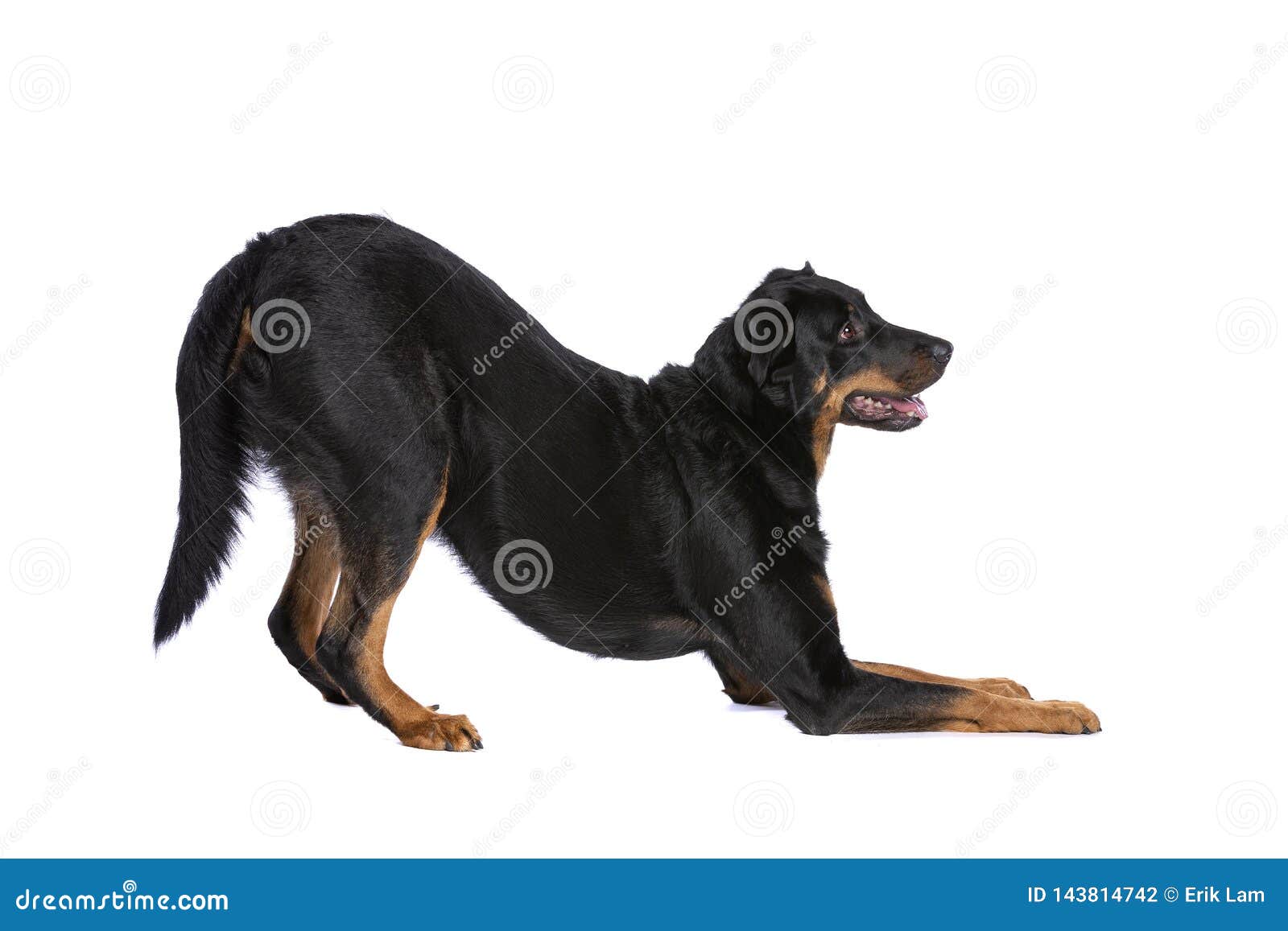 Beauceron Or French Short Haired Shepherd Stock Photo Image Of