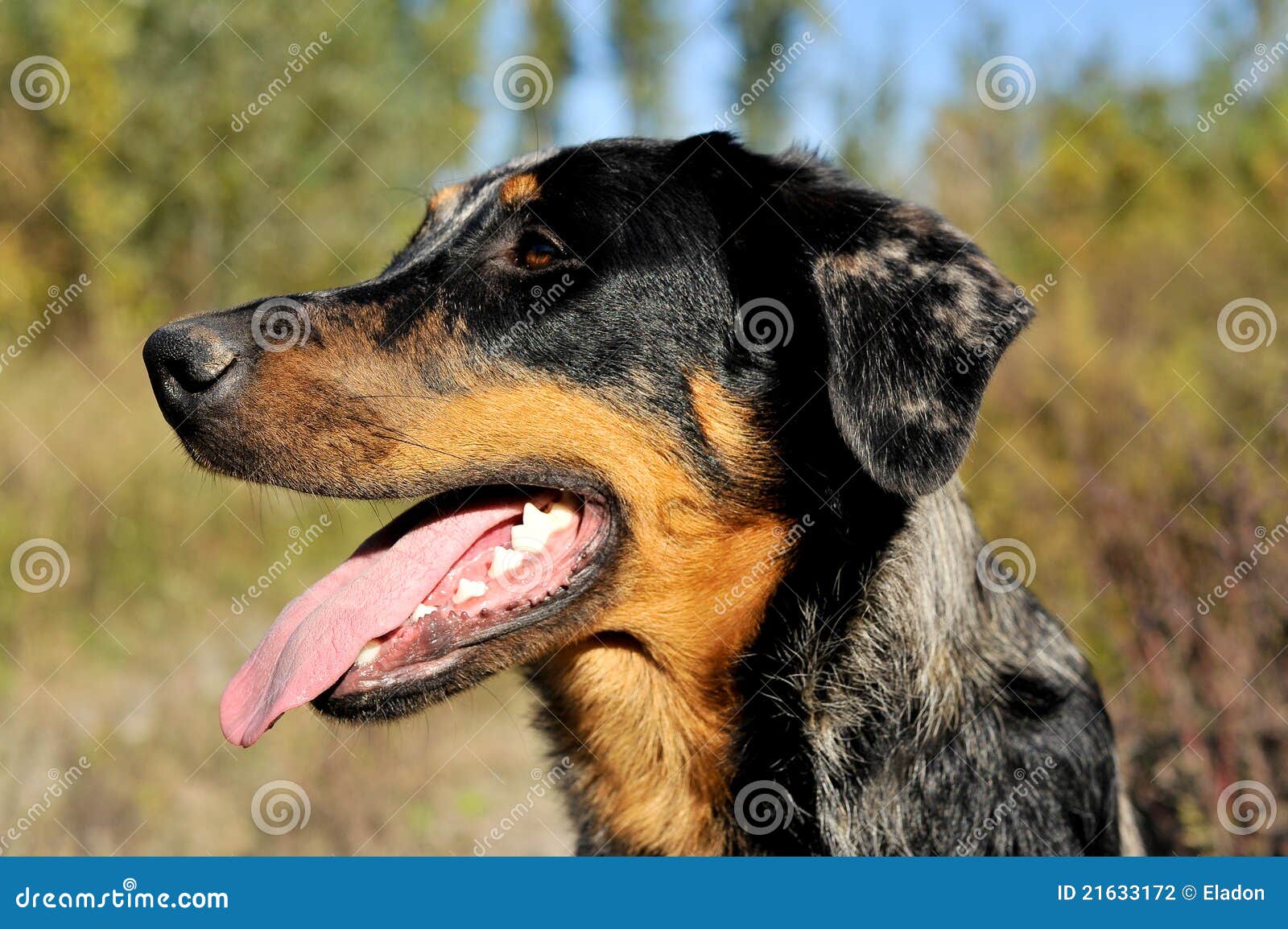 Beauceron head stock photo. Image of beauce, water, beauceron 21633172