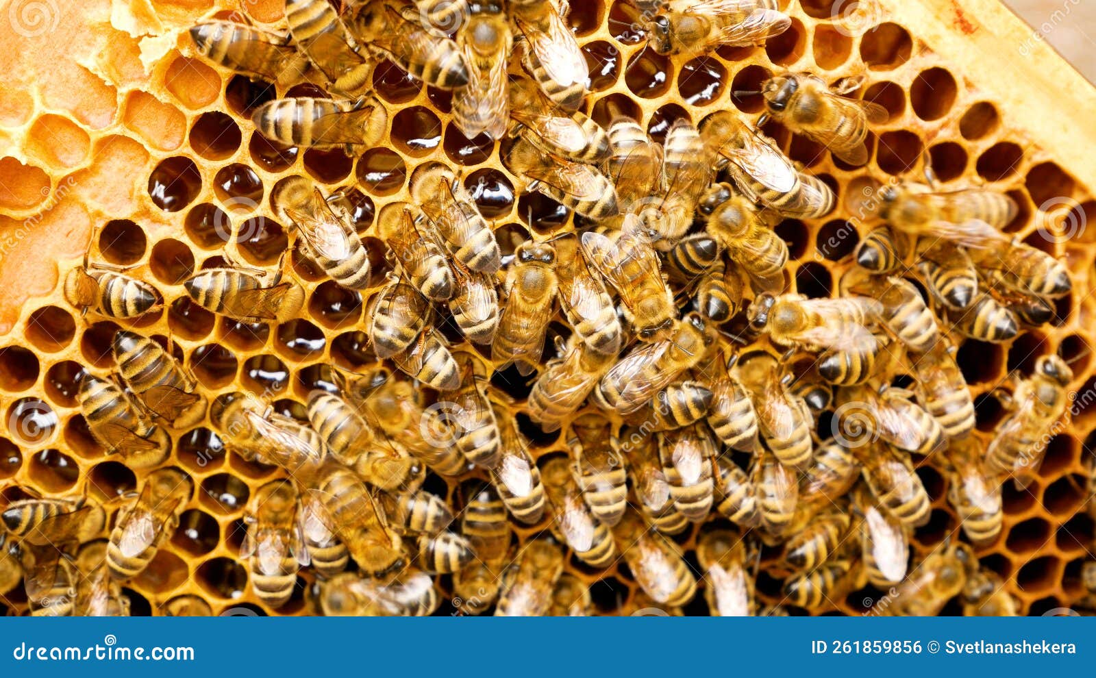 Cadre En Bois D'abeille Avec Abeilles Et Nid D'abeille, Cellules De Cire De  Miel, Nombreux Insectes
