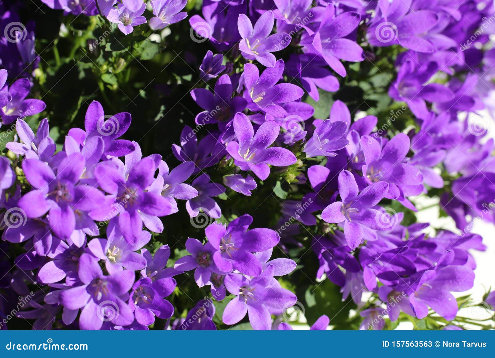 Beaucoup De Fleurs Mauves Photographiées à Zurich Image stock - Image du  floraison, sort: 157563563