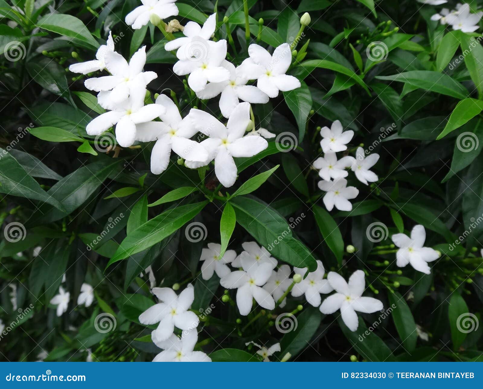 Beaucoup De Petites Fleurs Blanches Avec Les Feuilles Vertes Photo stock -  Image du vert, blanc: 82334030