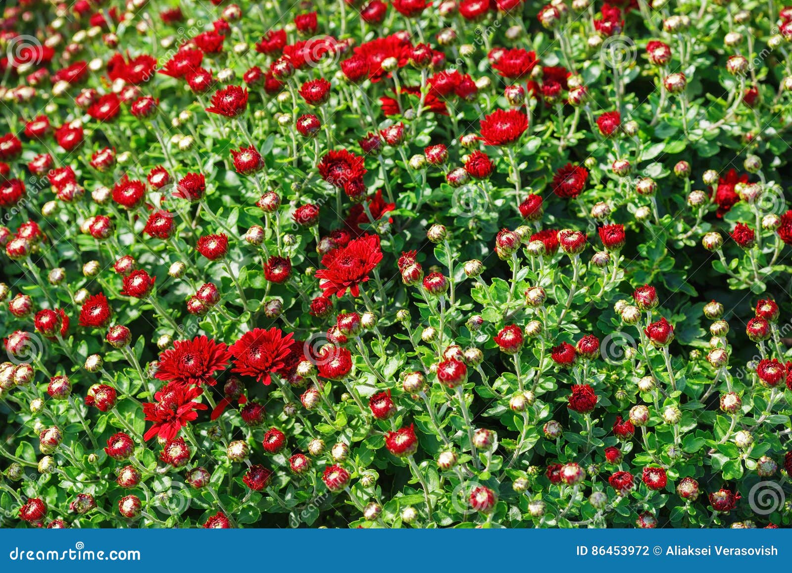 Beaucoup De Petites Fleurs Rouges Photo stock - Image du annuaires,  botanique: 86453972