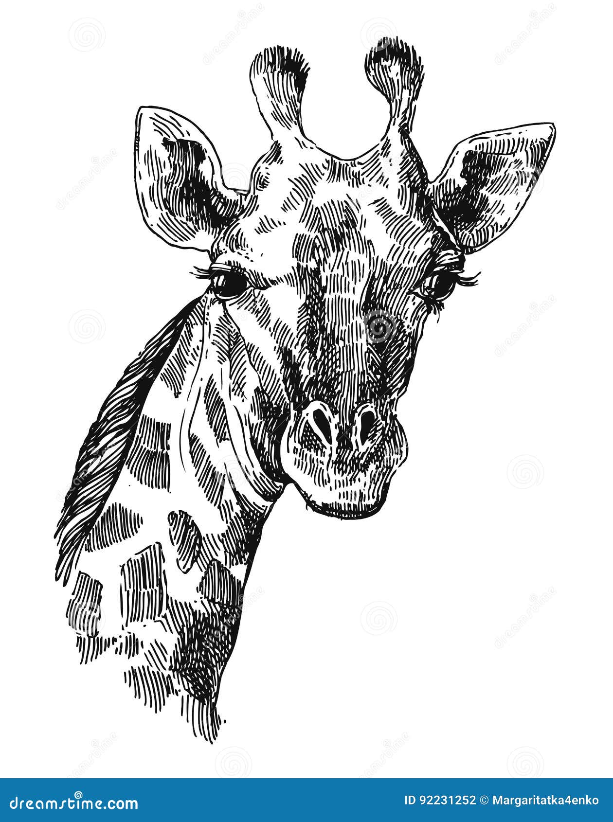 Giraffe Pencil Drawing - How to Sketch Giraffe using Pencils :  DrawingTutorials101.com