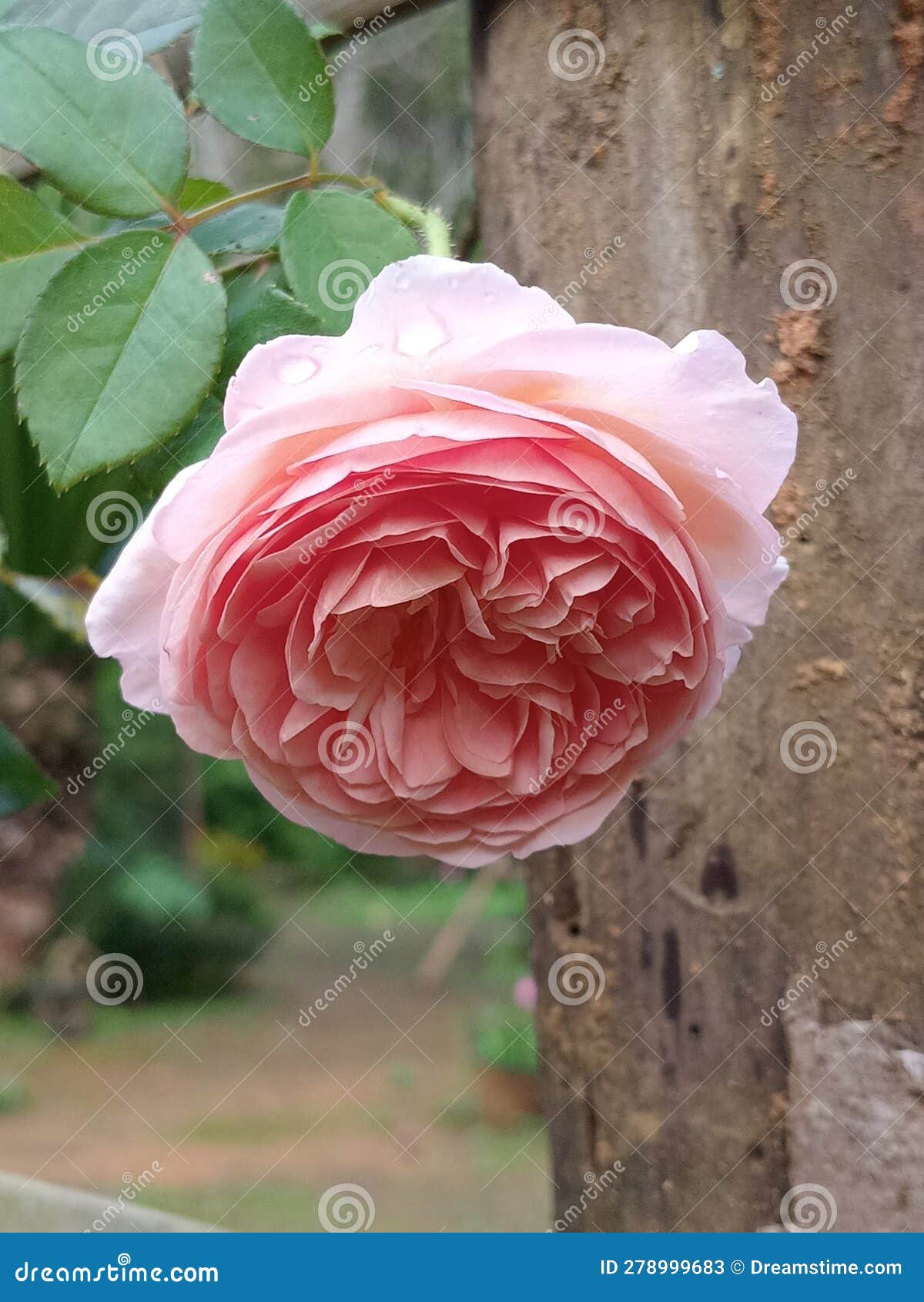 The Beautiful Abraham Derby Rose is in Bloom Stock Image Image of