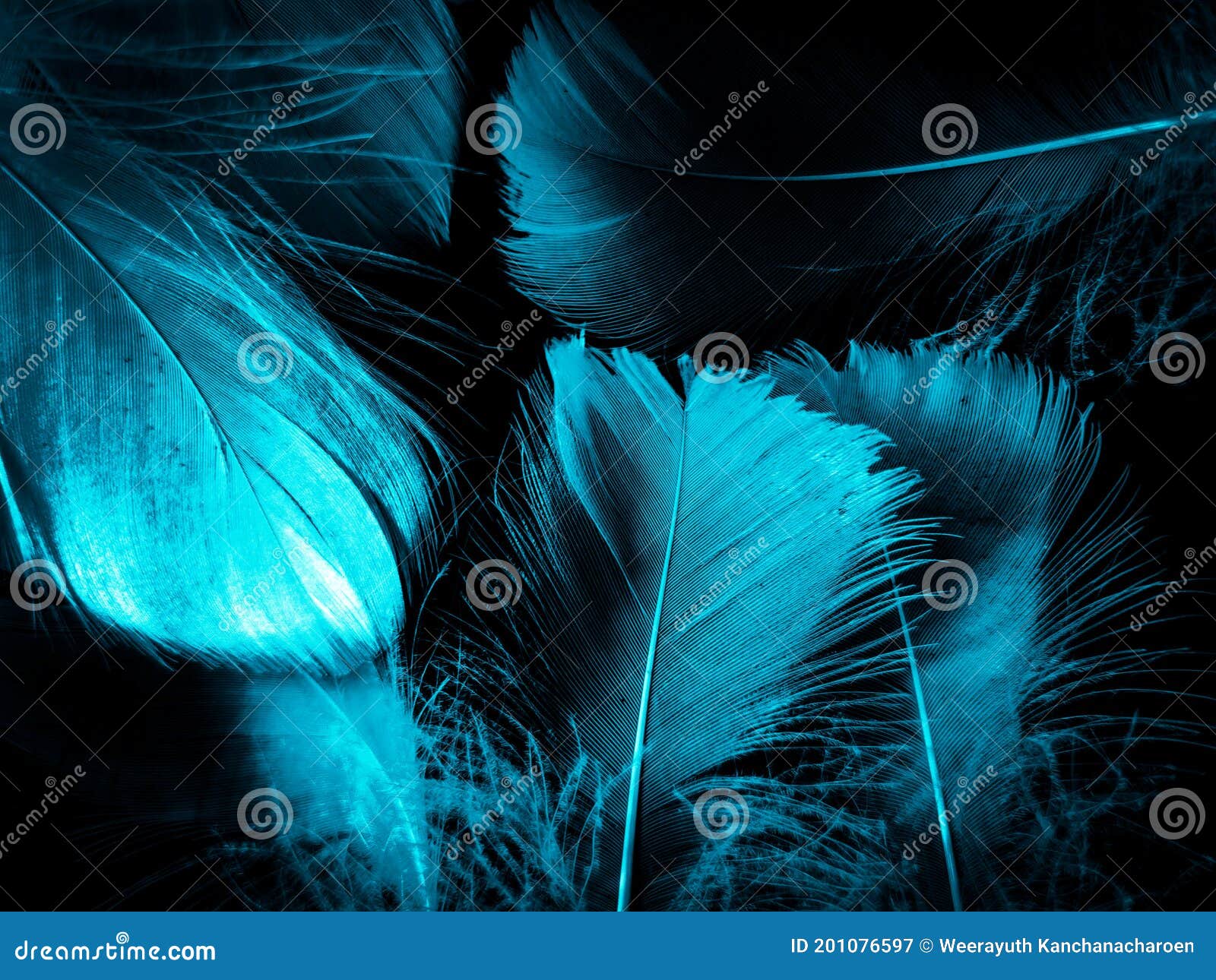 Beautiful Abstract Blue Feathers On Black Background And Blue