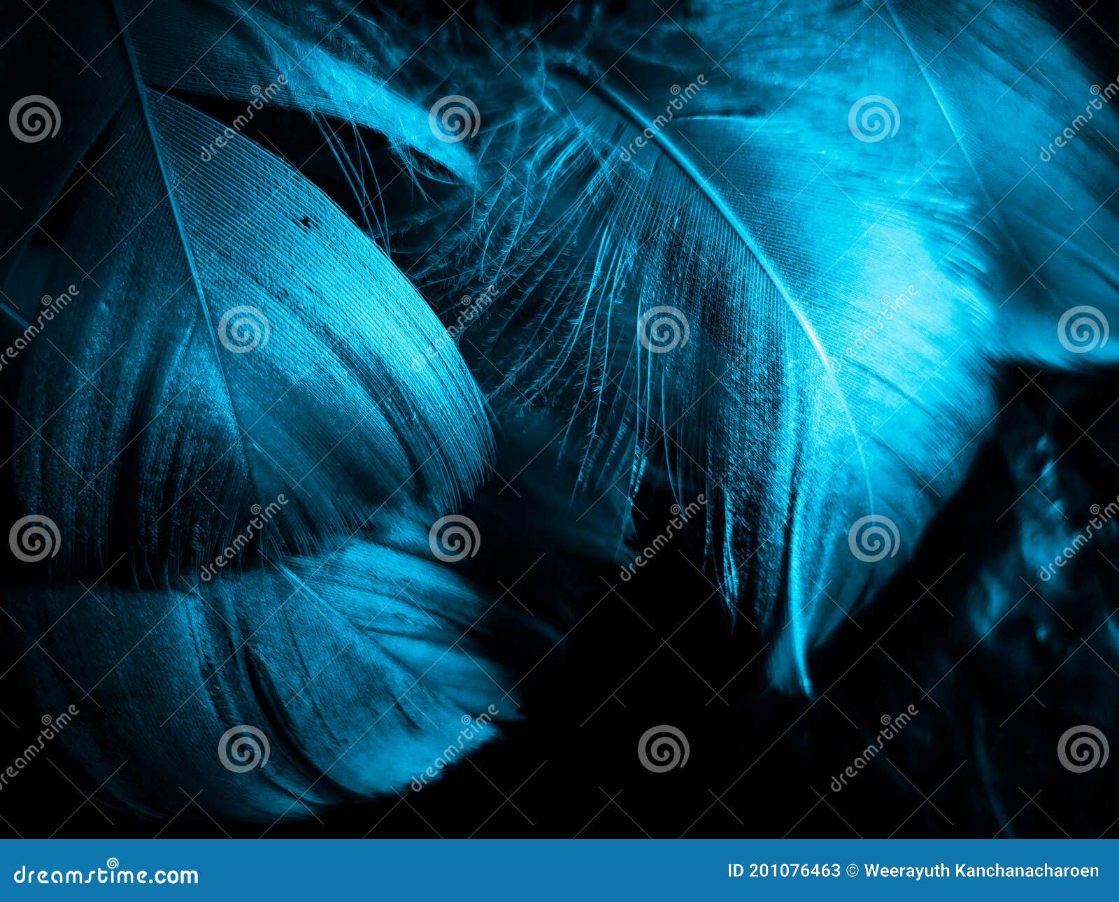 Beautiful Abstract Blue Feathers On Black Background And Blue