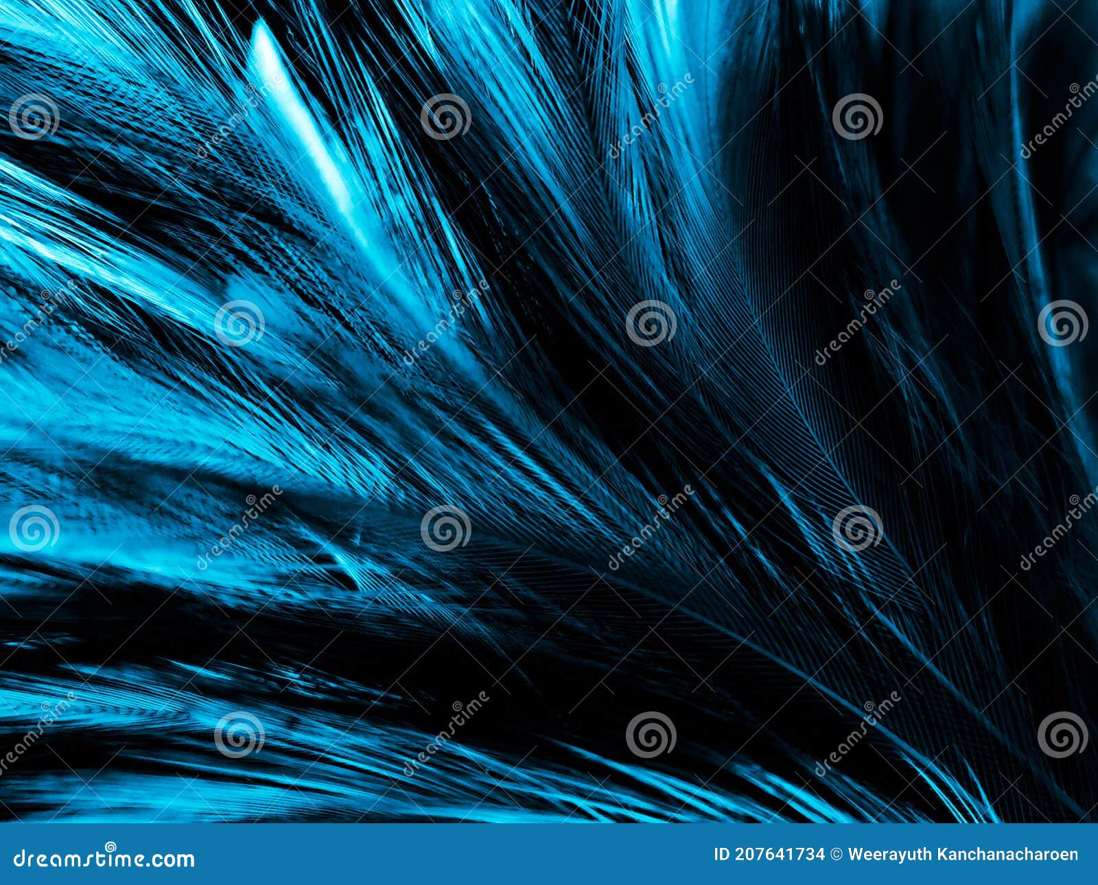 Beautiful Abstract Blue Feathers On Black Background And Blue