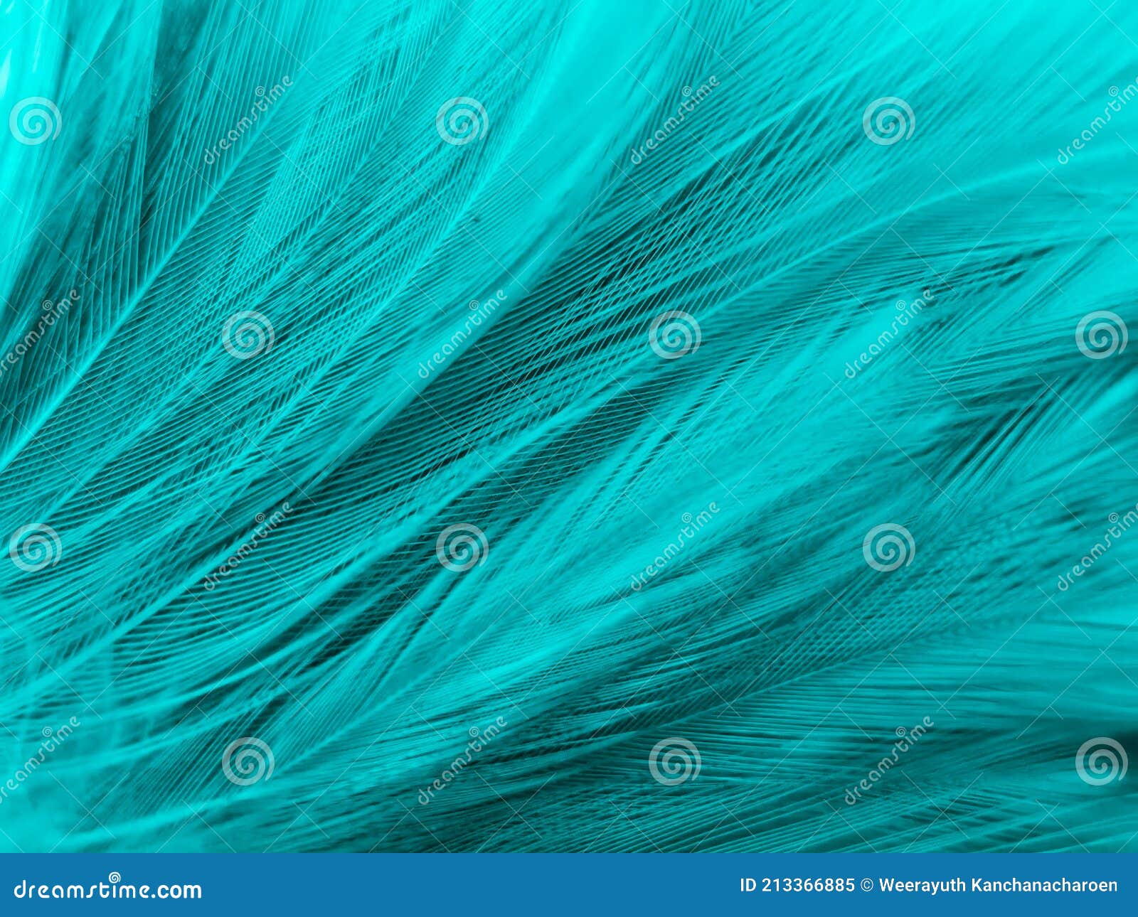 Beautiful Abstract Green Feathers On Black Background, Blue Feather Texture  On Dark Pattern, Green Background, Feather Wallpaper, Love Theme,  Valentines Day, Green Gradient Texture Stock Photo, Picture and Royalty  Free Image. Image