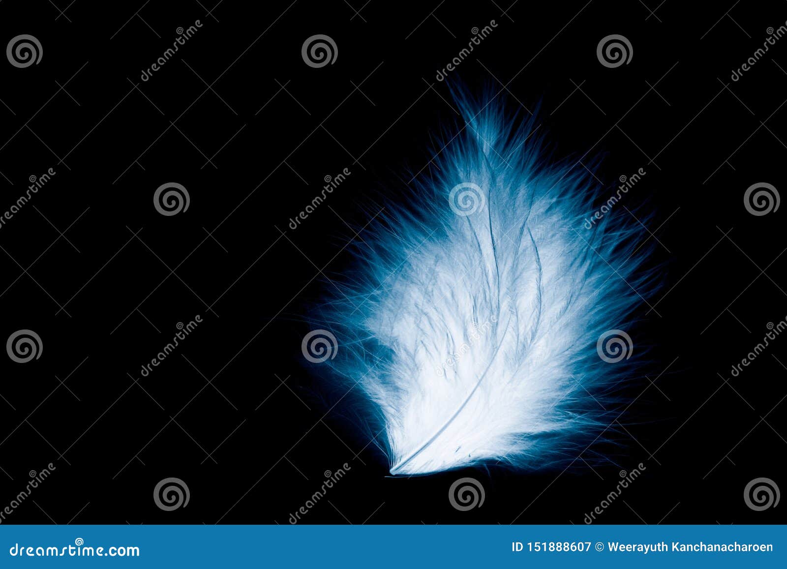 Beautiful Abstract Blue and Green Feathers on Dark Background and Soft  White Feather Texture on White Pattern and Green Background Stock Image -  Image of nature, decoration: 192812835