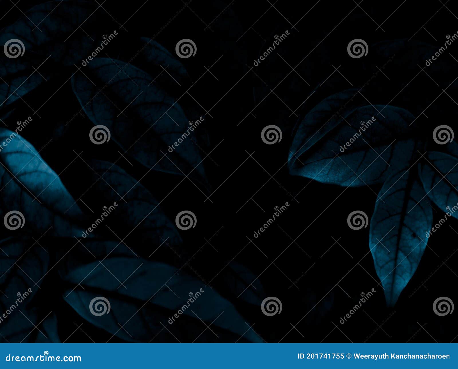 beautiful abstract color black and blue flowers on black background and dark graphic white flower frame and blue leaves texture, b