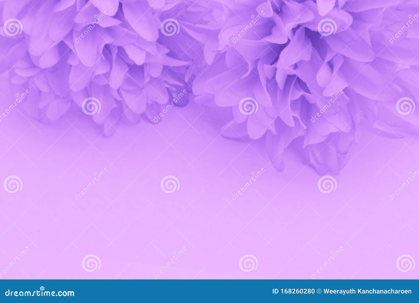 Beautiful Abstract Color Purple and Blue Flowers on White Background and Light  Purple Flower Frame and Purple Leaves Texture Stock Photo - Image of  apricot, isolated: 168260280