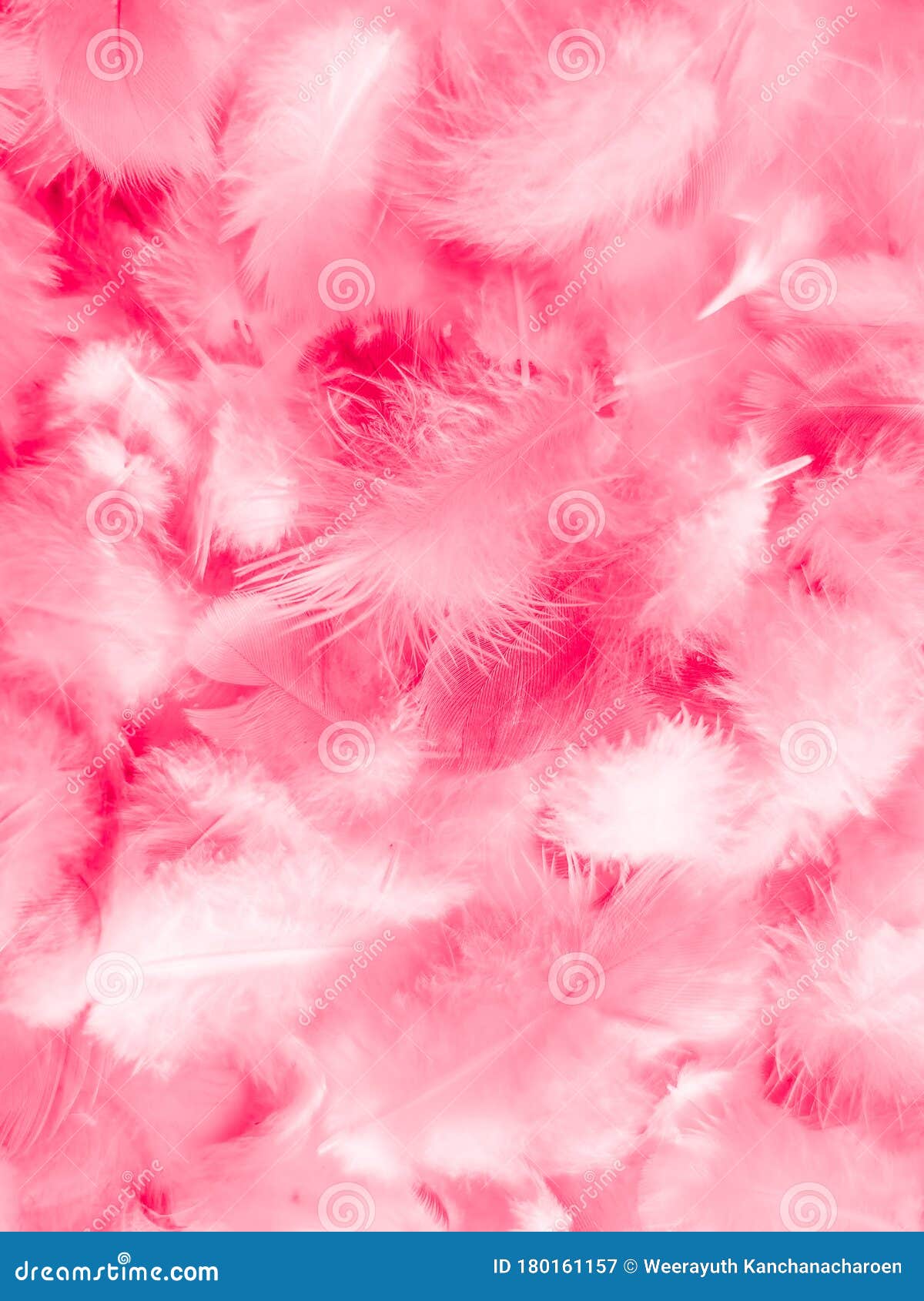 Soft Pink Feathers Texture Background. Stock Photo, Picture and