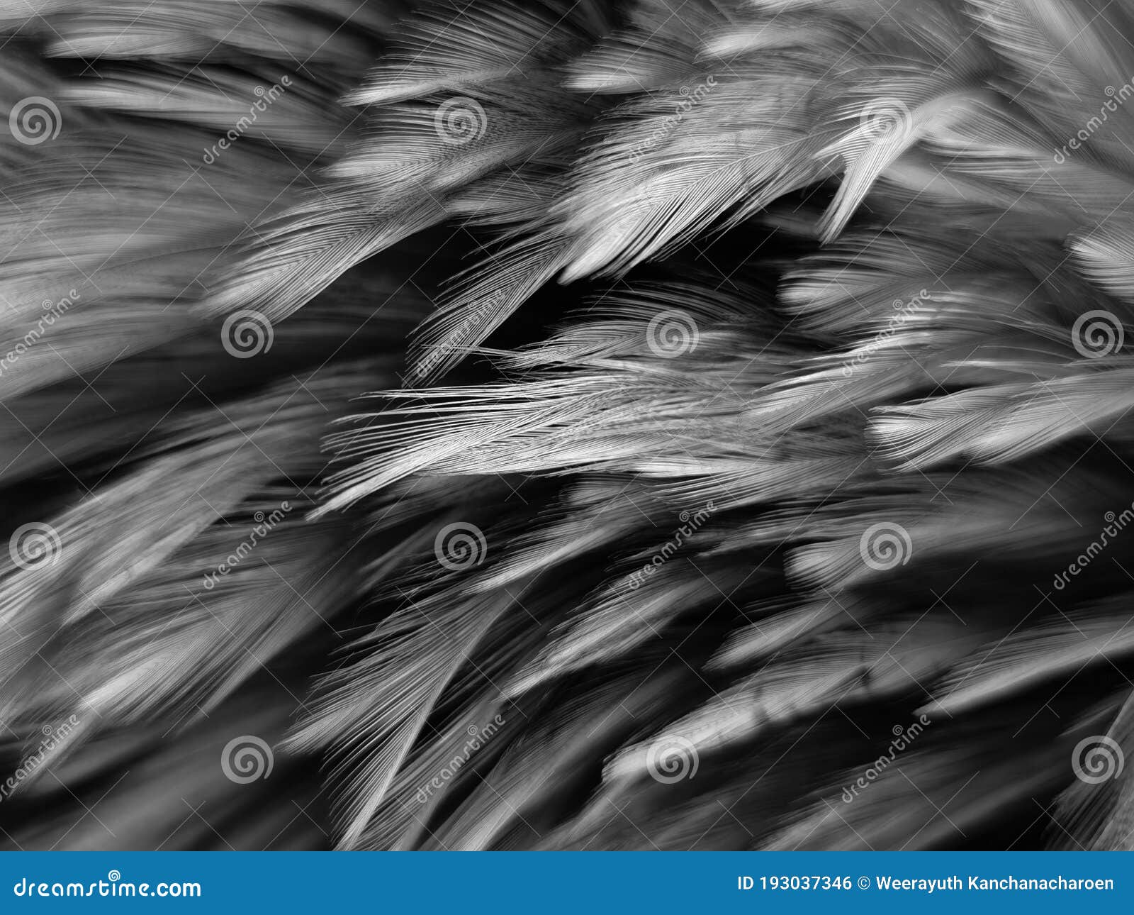 Beautiful Abstract Gray and White Feathers on White Background, Soft Brown Feather Texture on ...