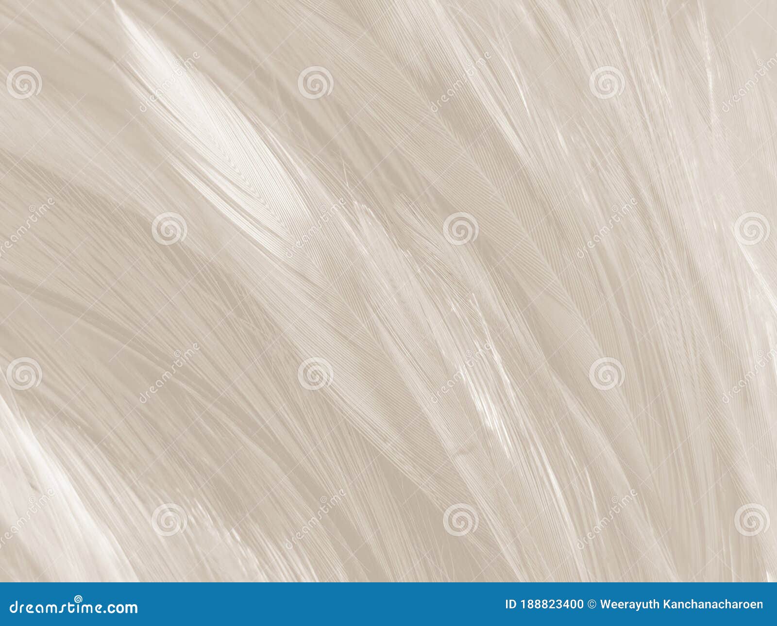 beautiful abstract gray and white feathers on white background, soft brown feather texture on white pattern background, gray feath