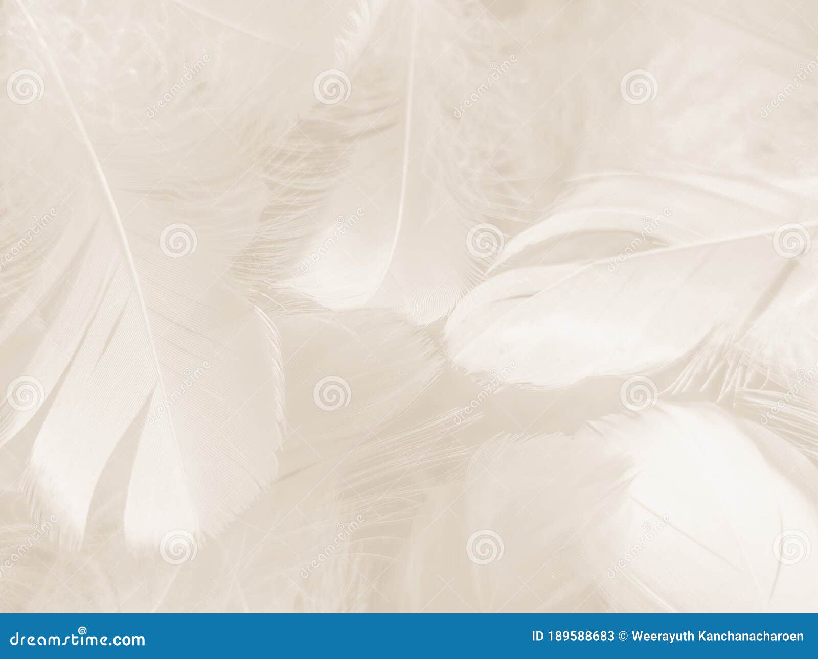 beautiful abstract gray and white feathers on white background, soft brown feather texture on white pattern background, gray feath
