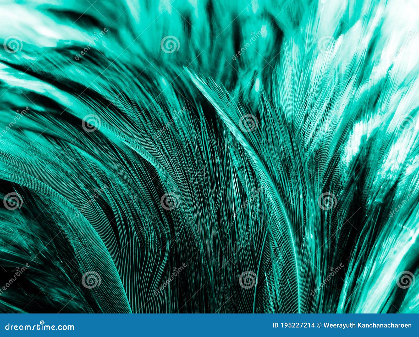 Beautiful Abstract Pastel Green Feathers on Dark Background, Black Feather  Frame Texture on Green Background, Dark Feather, Black Stock Photo - Image  of decoration, black: 195227214