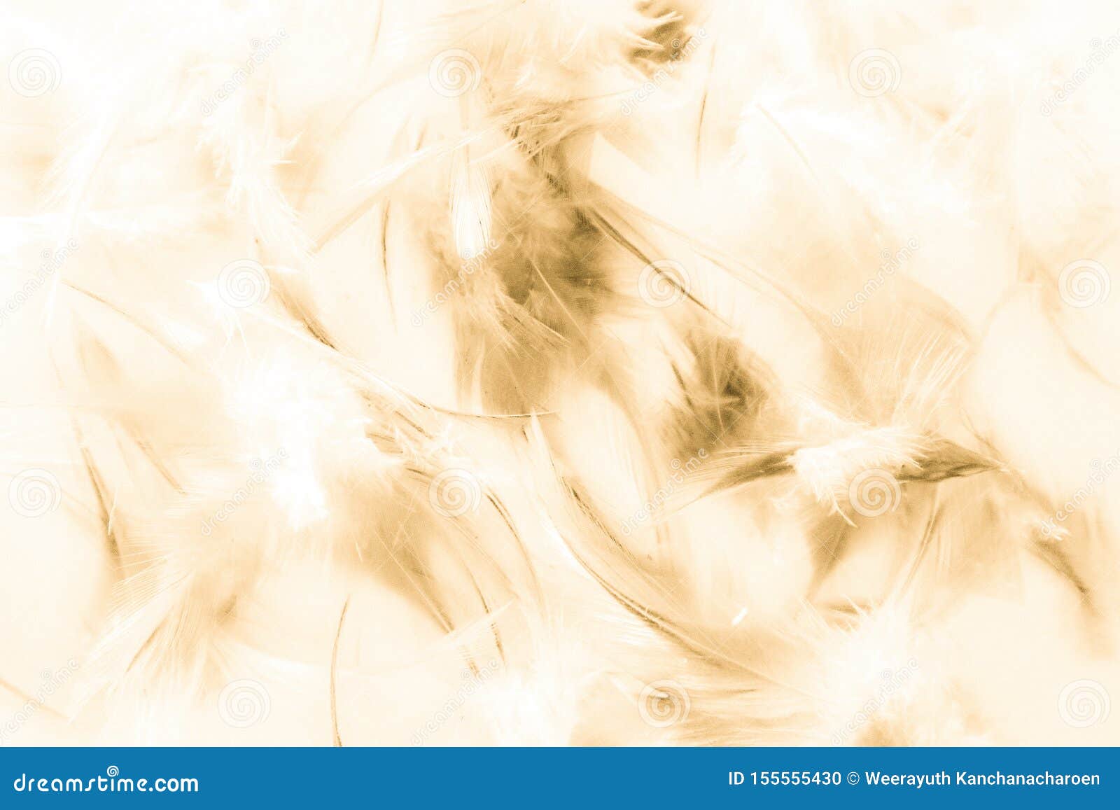 Beautiful Abstract White And Brown Feathers On White Background