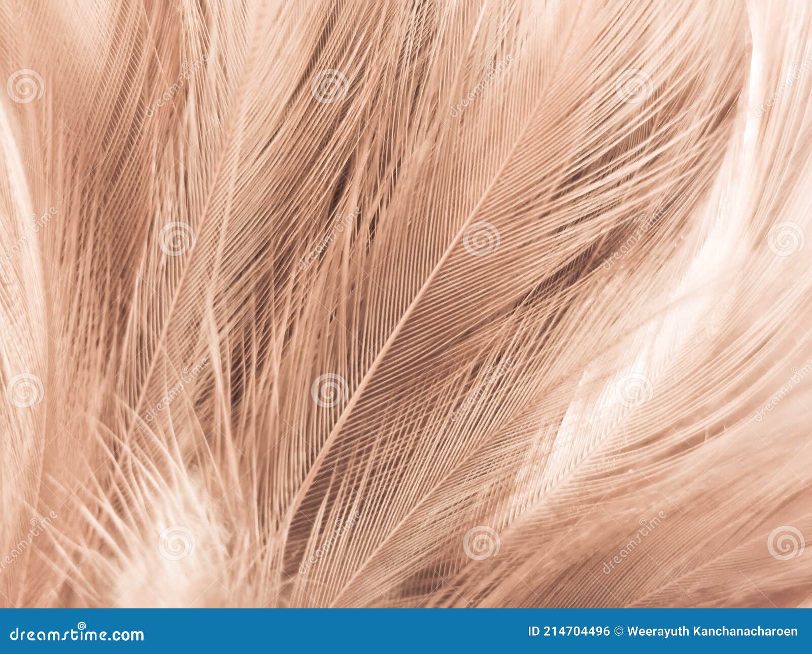 Beautiful Abstract White And Brown Feathers On White Background