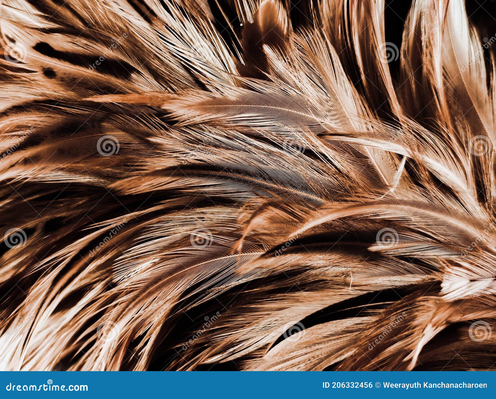 Beautiful Abstract White And Brown Feathers On White Background